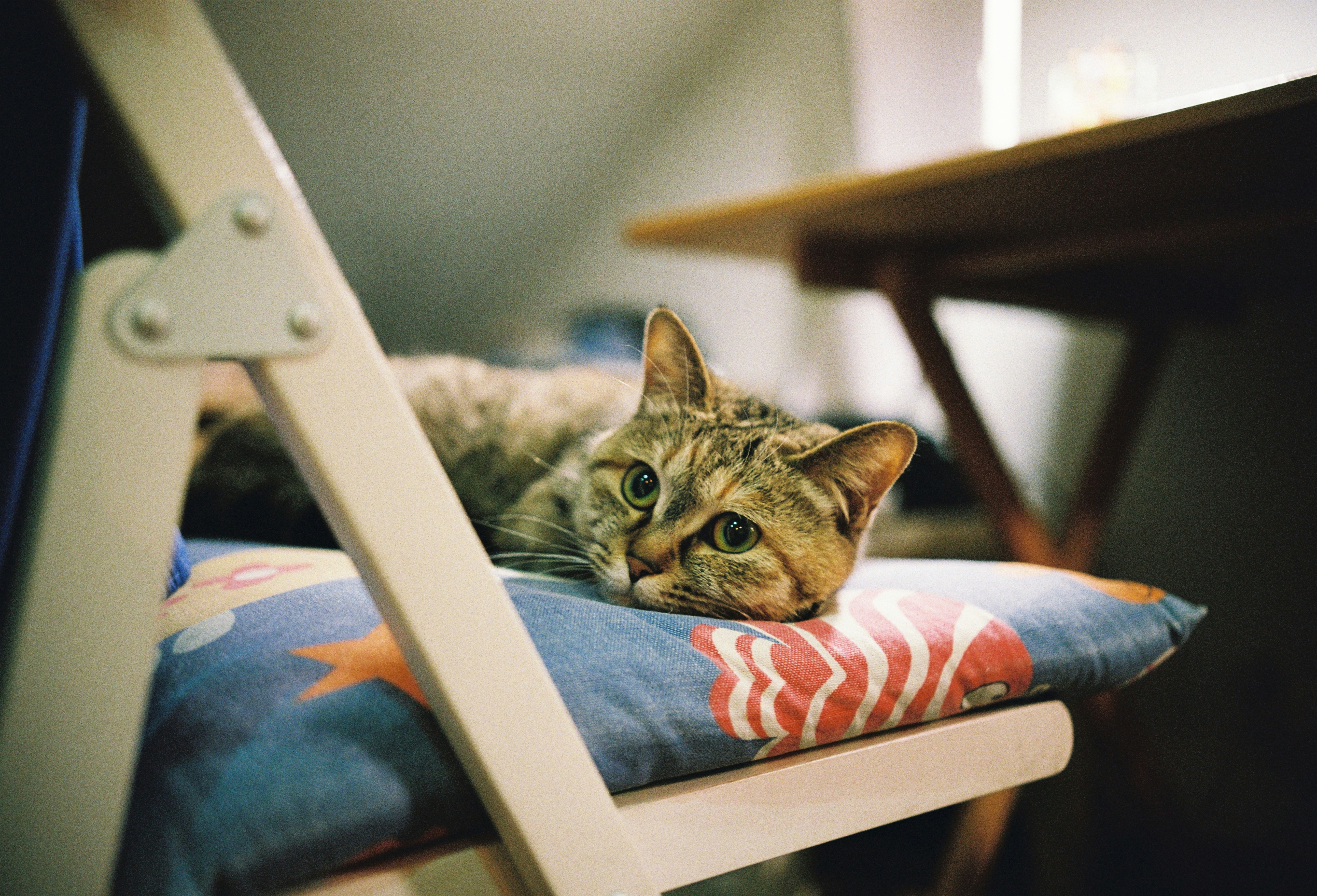 A tabby cat rests on a patterned chair cushion.