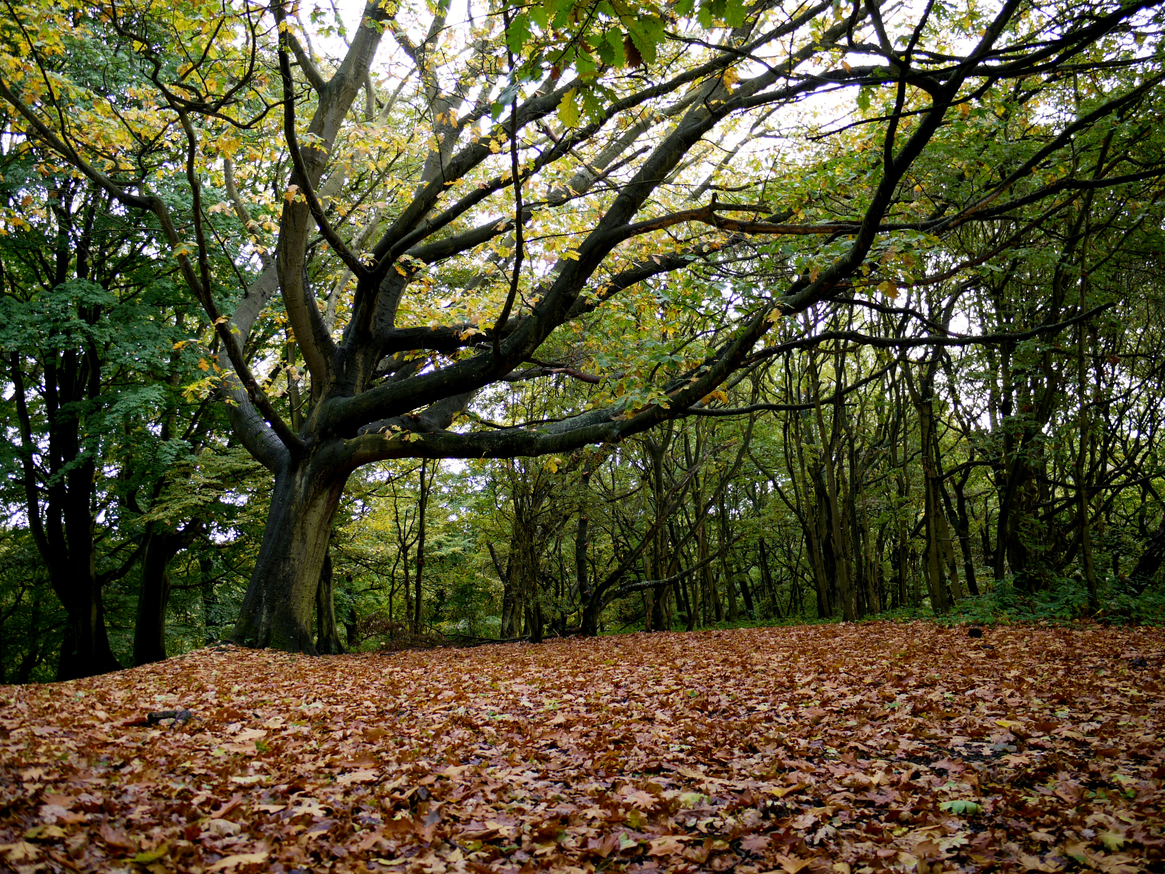 Photo by brett_jordan