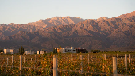 Vinhedo diante dos Andes em Mendoza