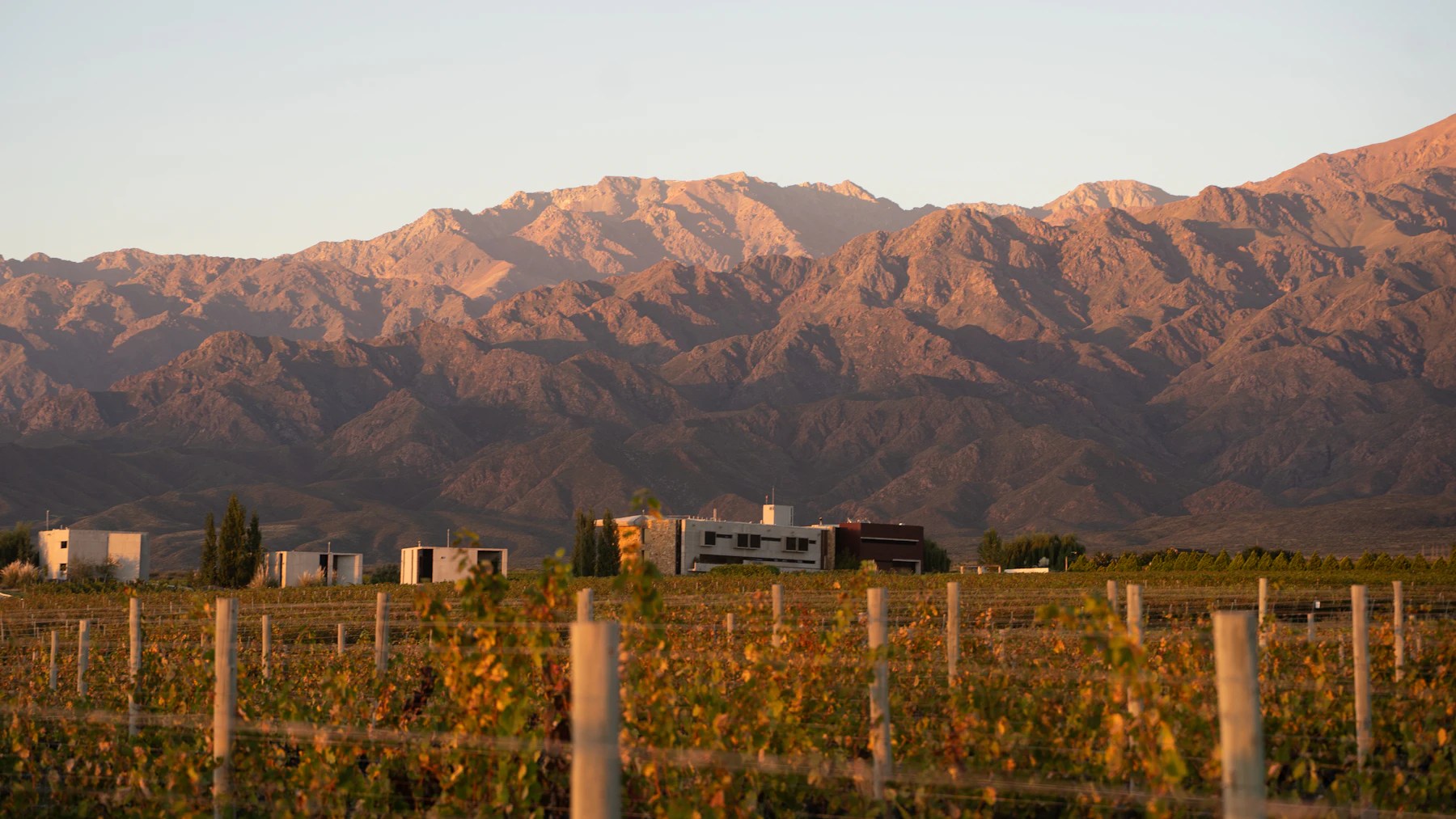 Viñedos y Cordillera de los Andes en Mendoza