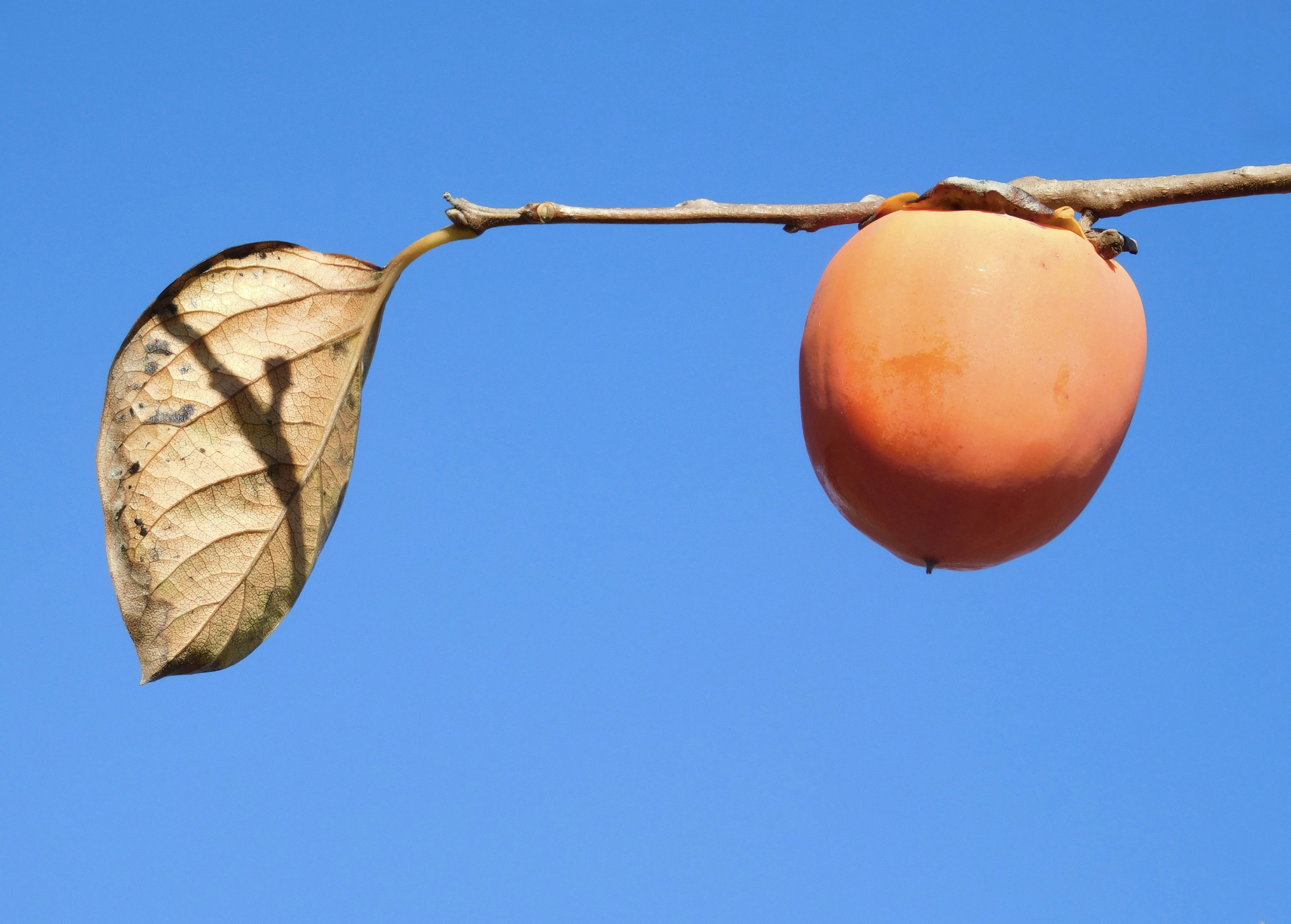 Le Temps des Cerises