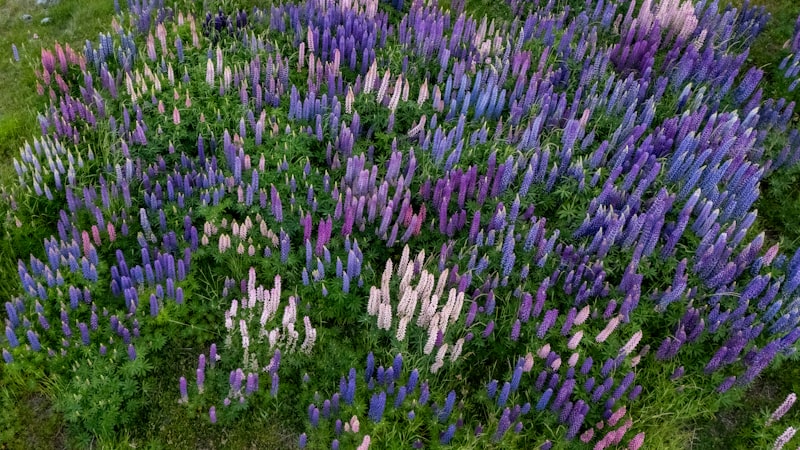Lupin