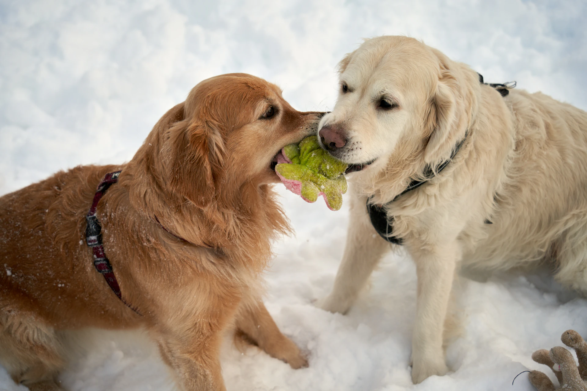 Two golden retrievers playing with a toy in the snow