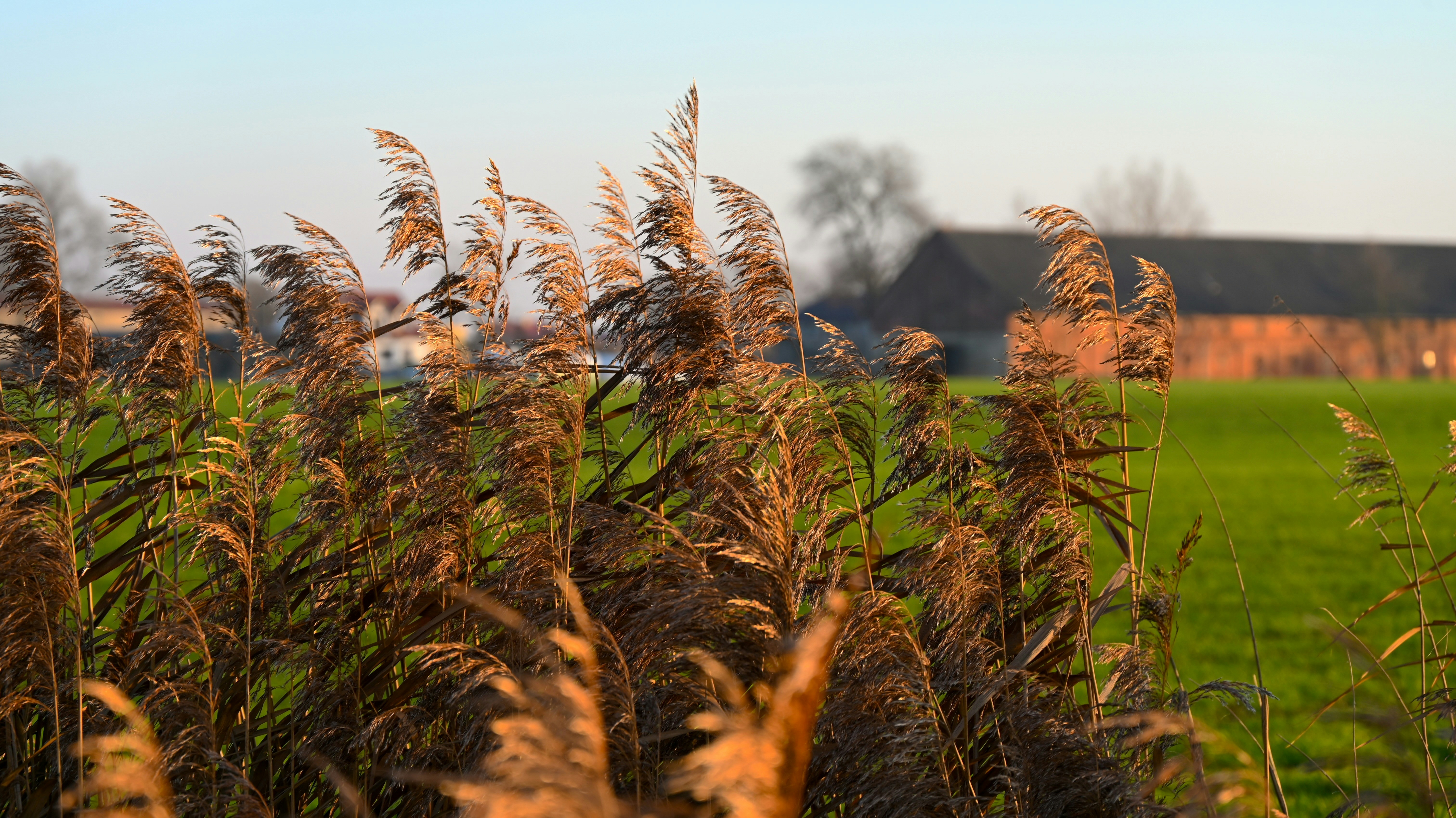 Tall reeds in the foreground with a barn in background.