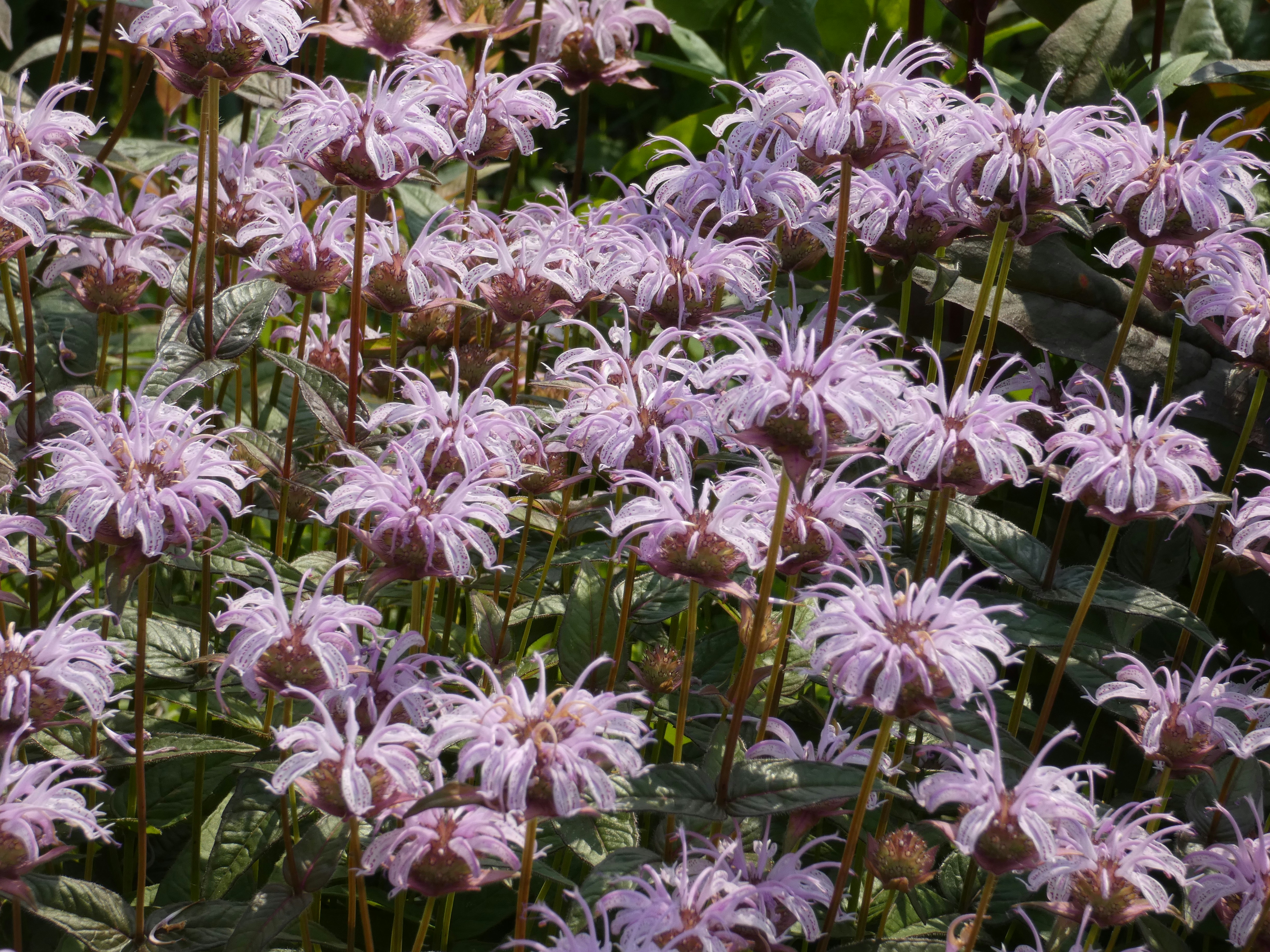 A bee gathering nectar from a bright yellow sunflower in a vibrant garden.