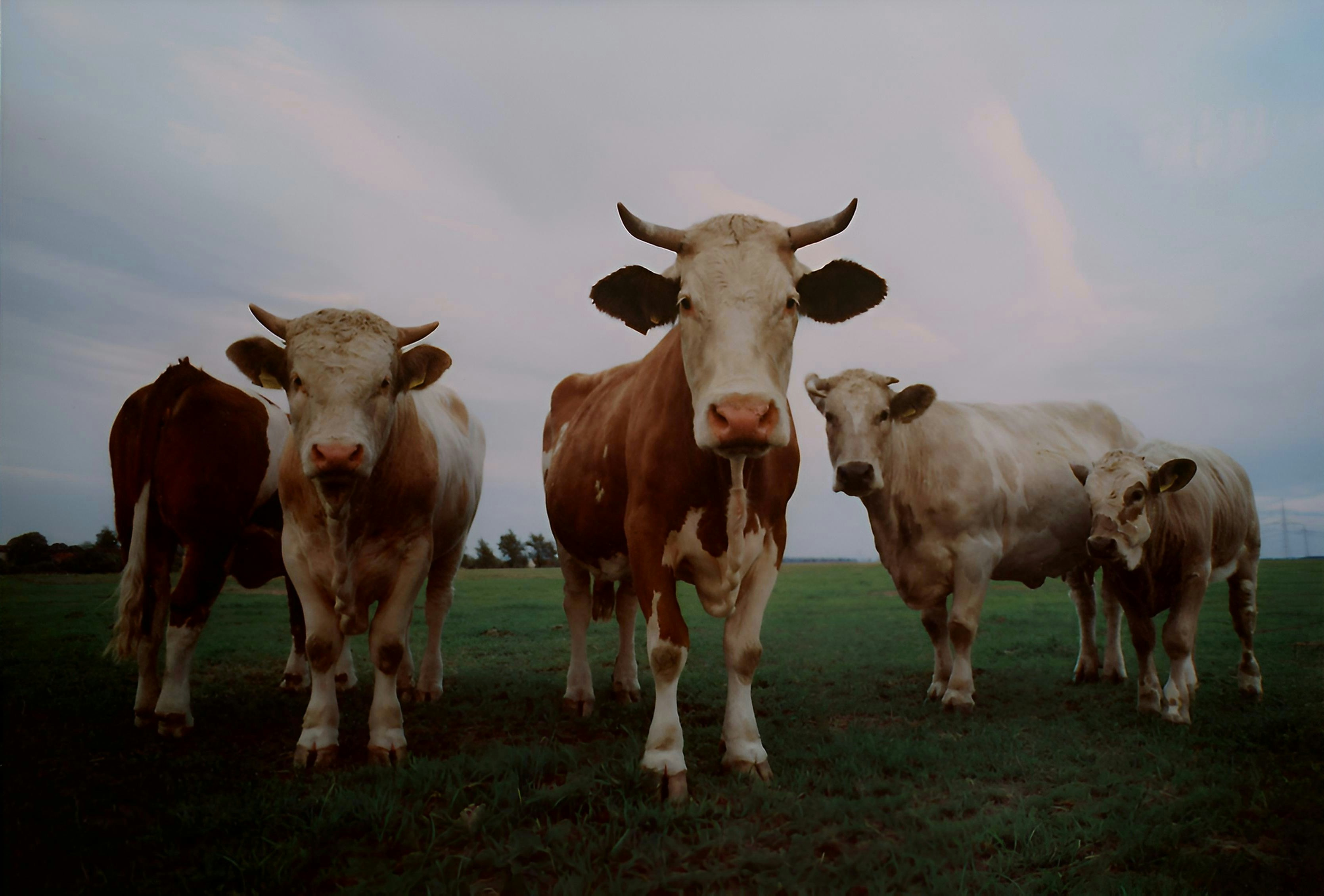 Photo by nikodemus777