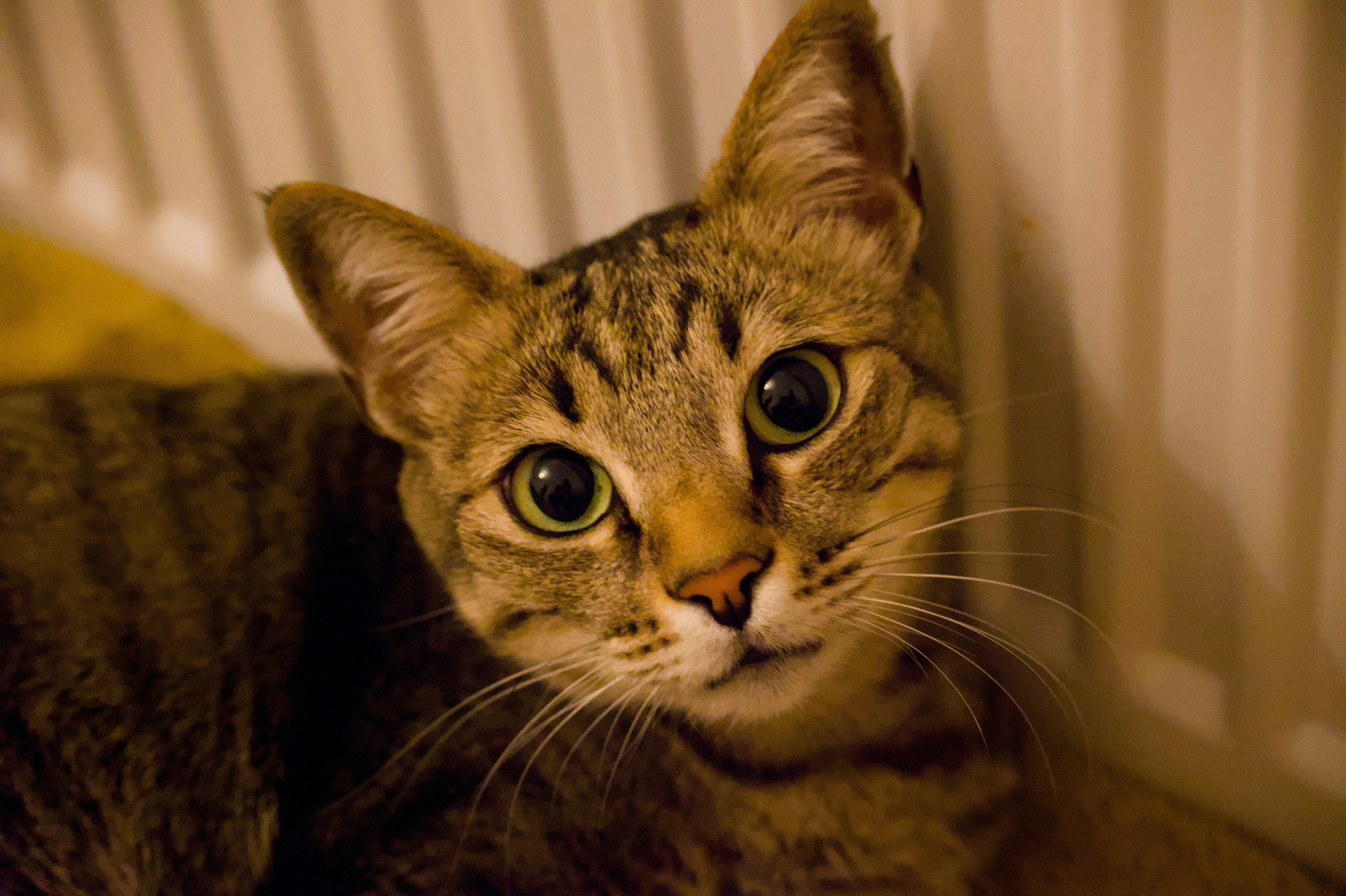 Photo by aminzabardast