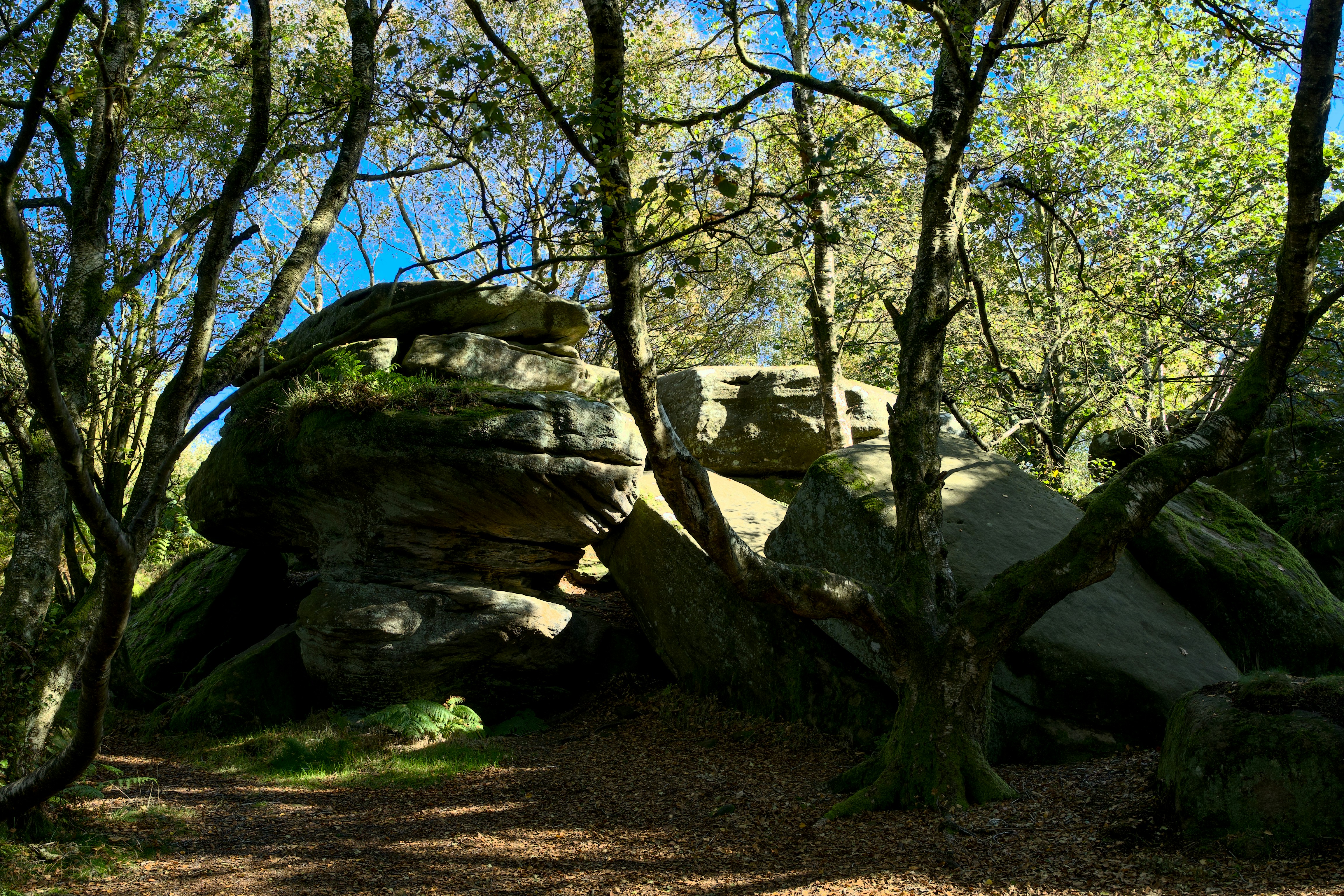 Large moss-covered boulders in a sunlit forest