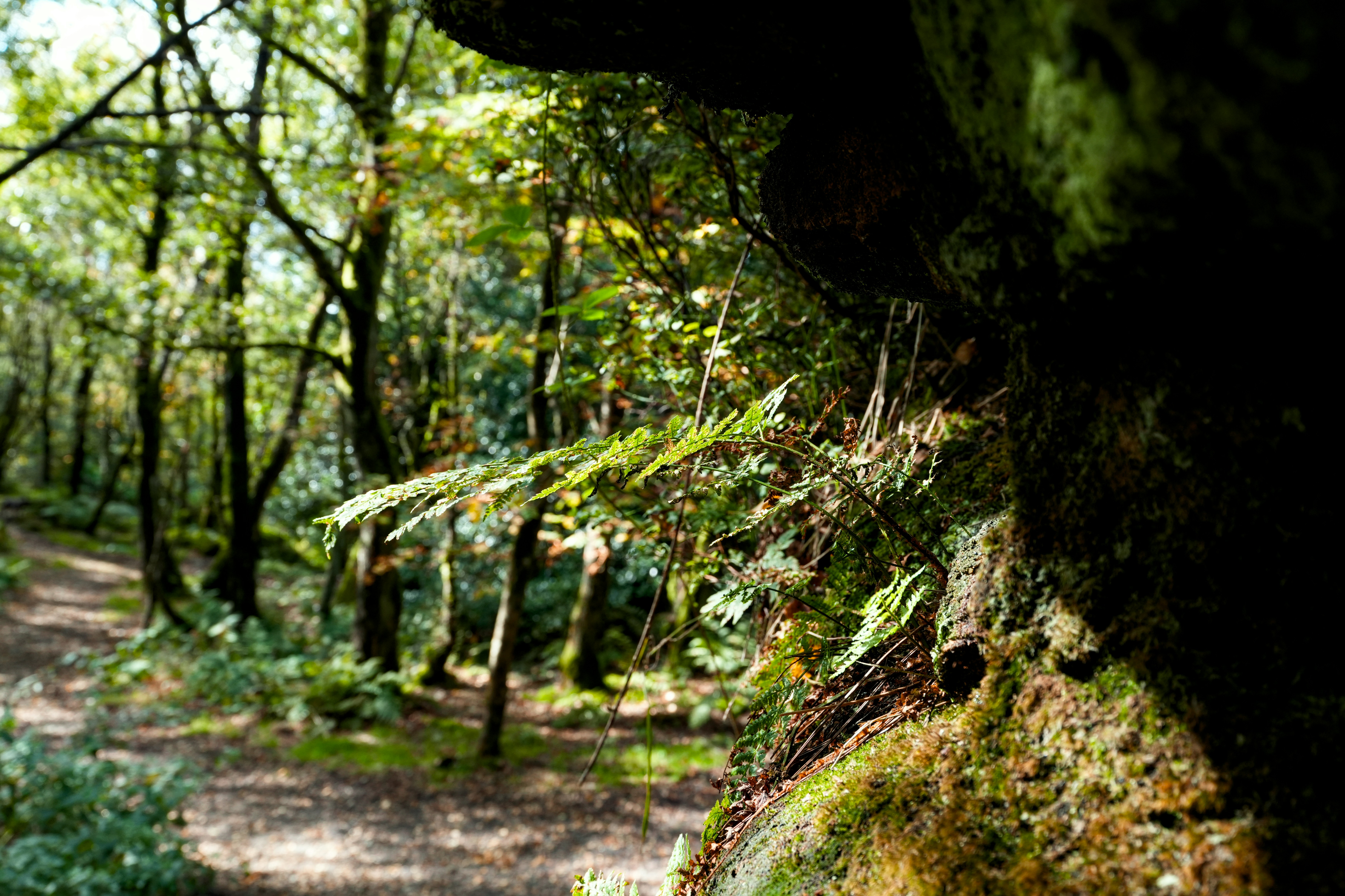 A path winds through a sun-dappled forest.