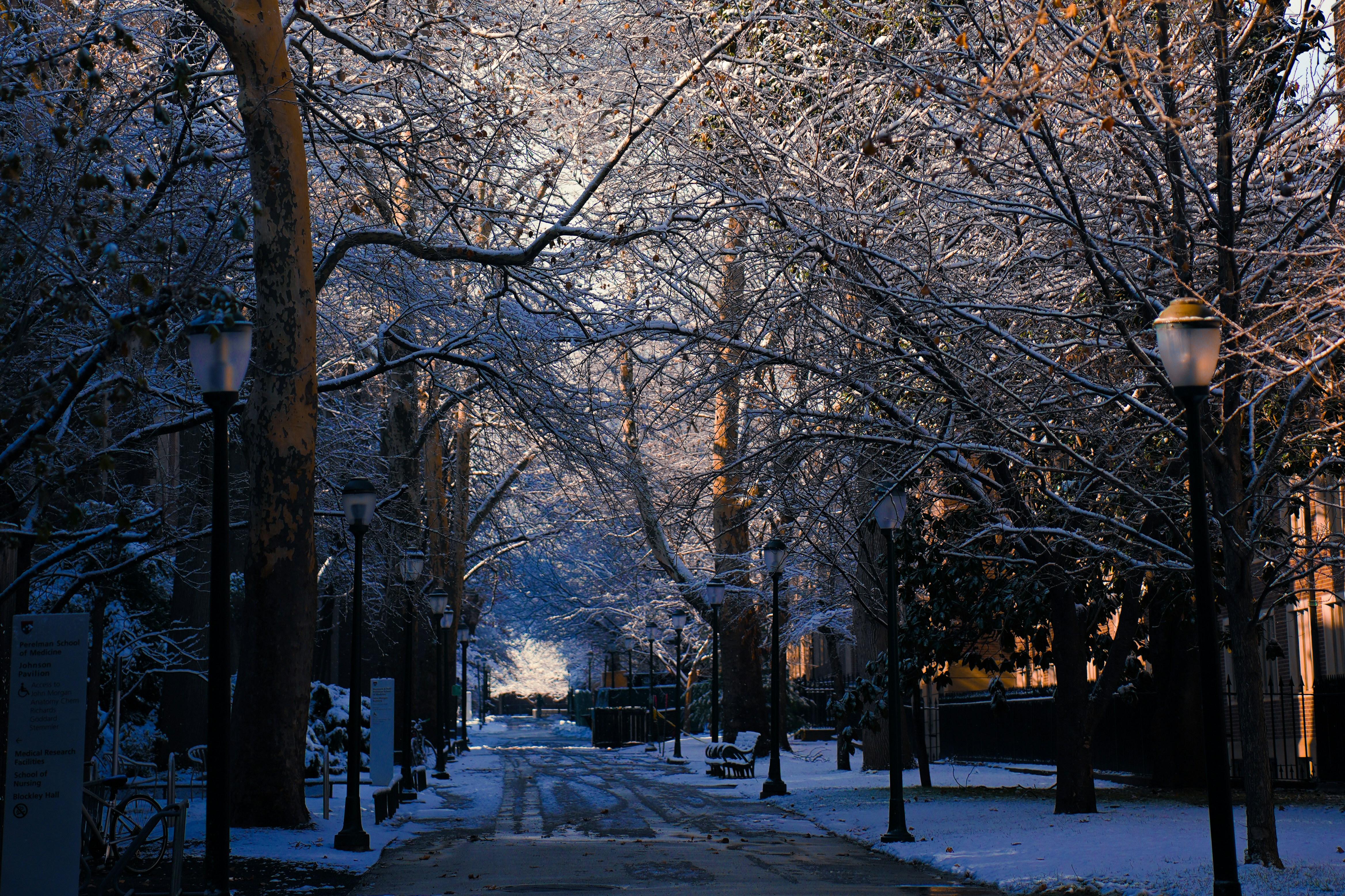 Snow-covered trees line a path in winter.