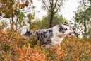 A dog with blue merle coat runs through autumn foliage.