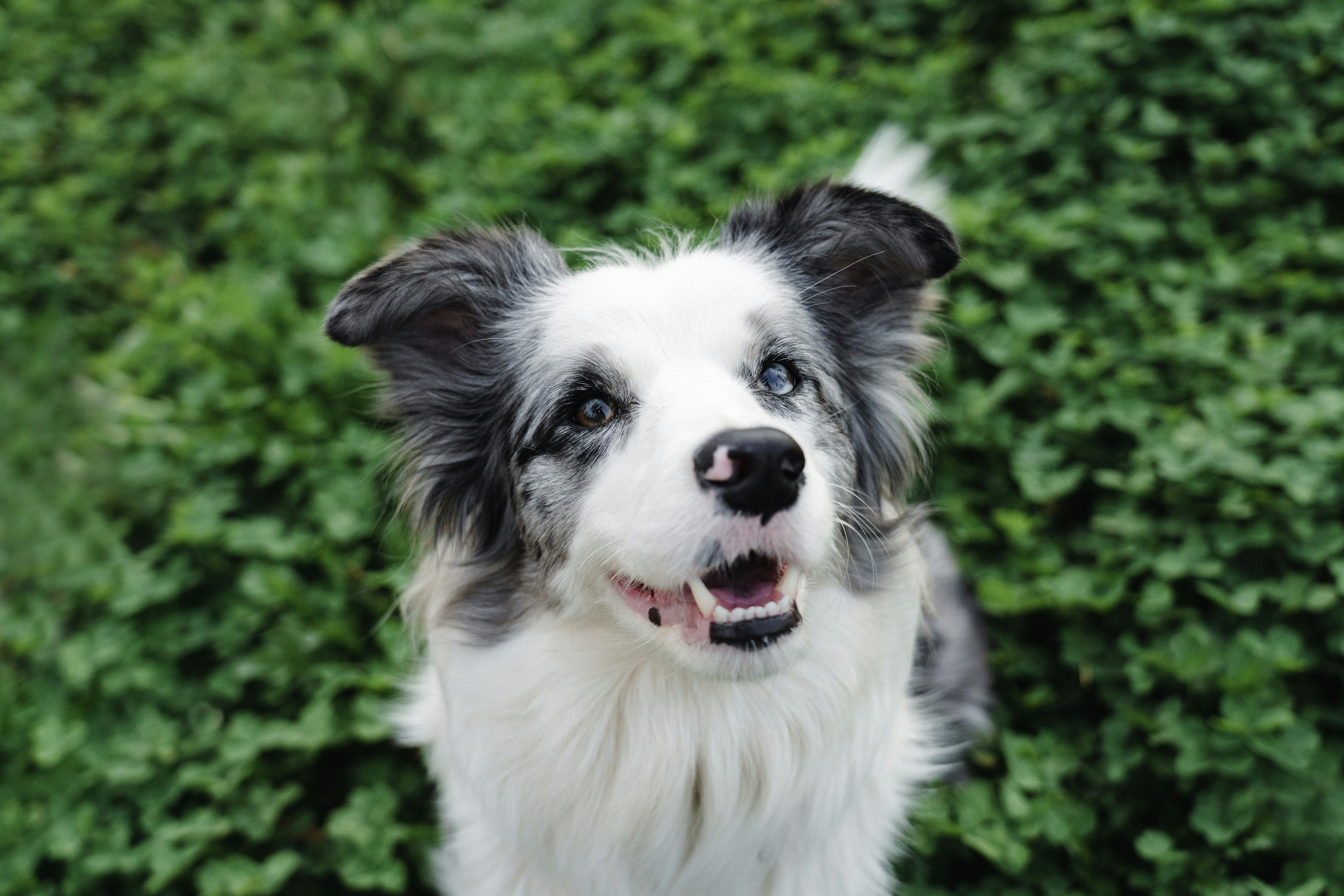 What makes Kobaru different