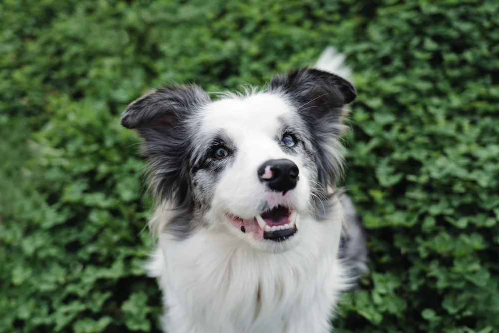 Yeşil çalılık önünde kameraya bakan, mavi gözlü merle Border Collie