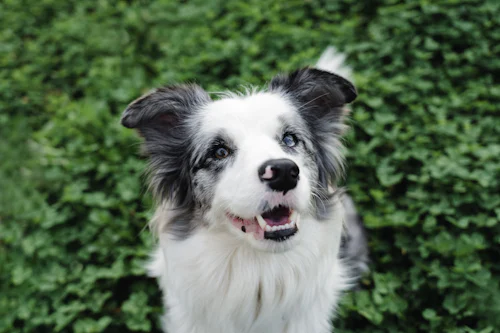 Yeşil çalılık önünde kameraya bakan, mavi gözlü merle Border Collie