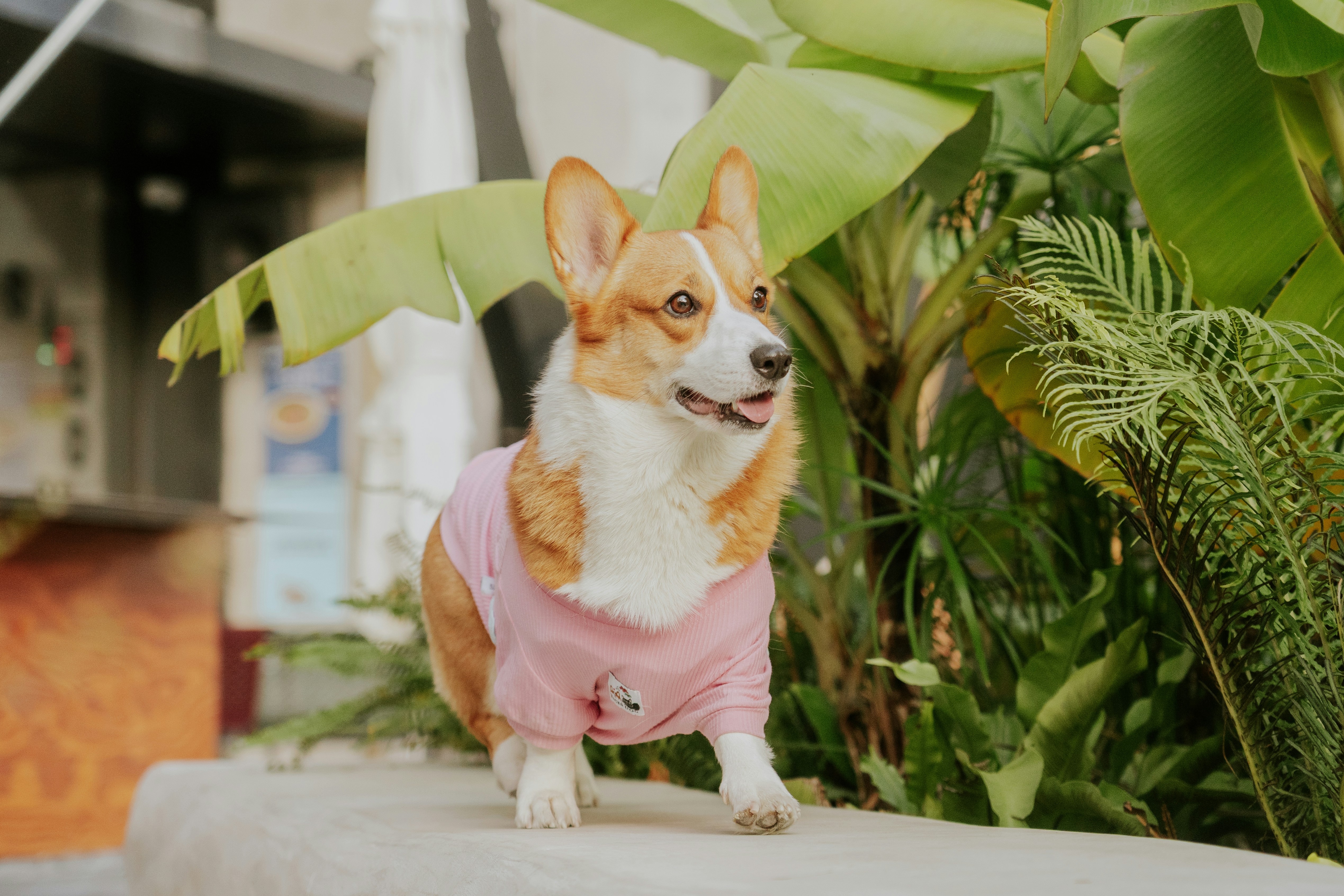 A Corgi (dressed in a soft pink outfit) walks gently on a light platform, surrounded by lush tropical plants (like large banana leaves) in an urban outdoor setting. With its tongue lolling out in a cheerful expression, it blends the vibrant greenery with cozy, adorable charm—this scene feels relaxed and lively, perfectly capturing the Corgi’s playful vibe.
