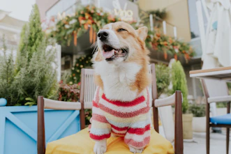 Corgi feliz con sueter
