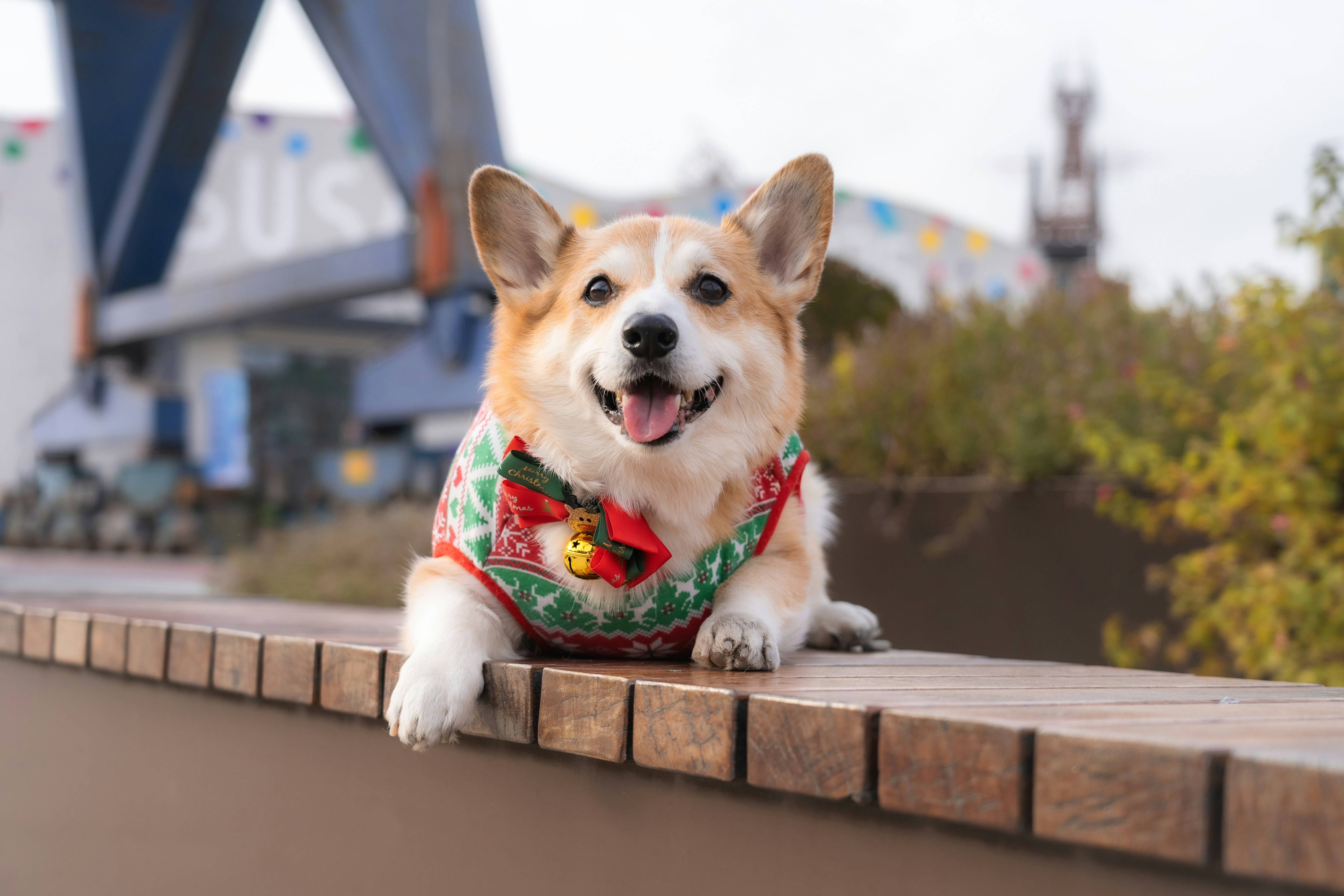 A happy corgi wearing a festive christmas sweater.