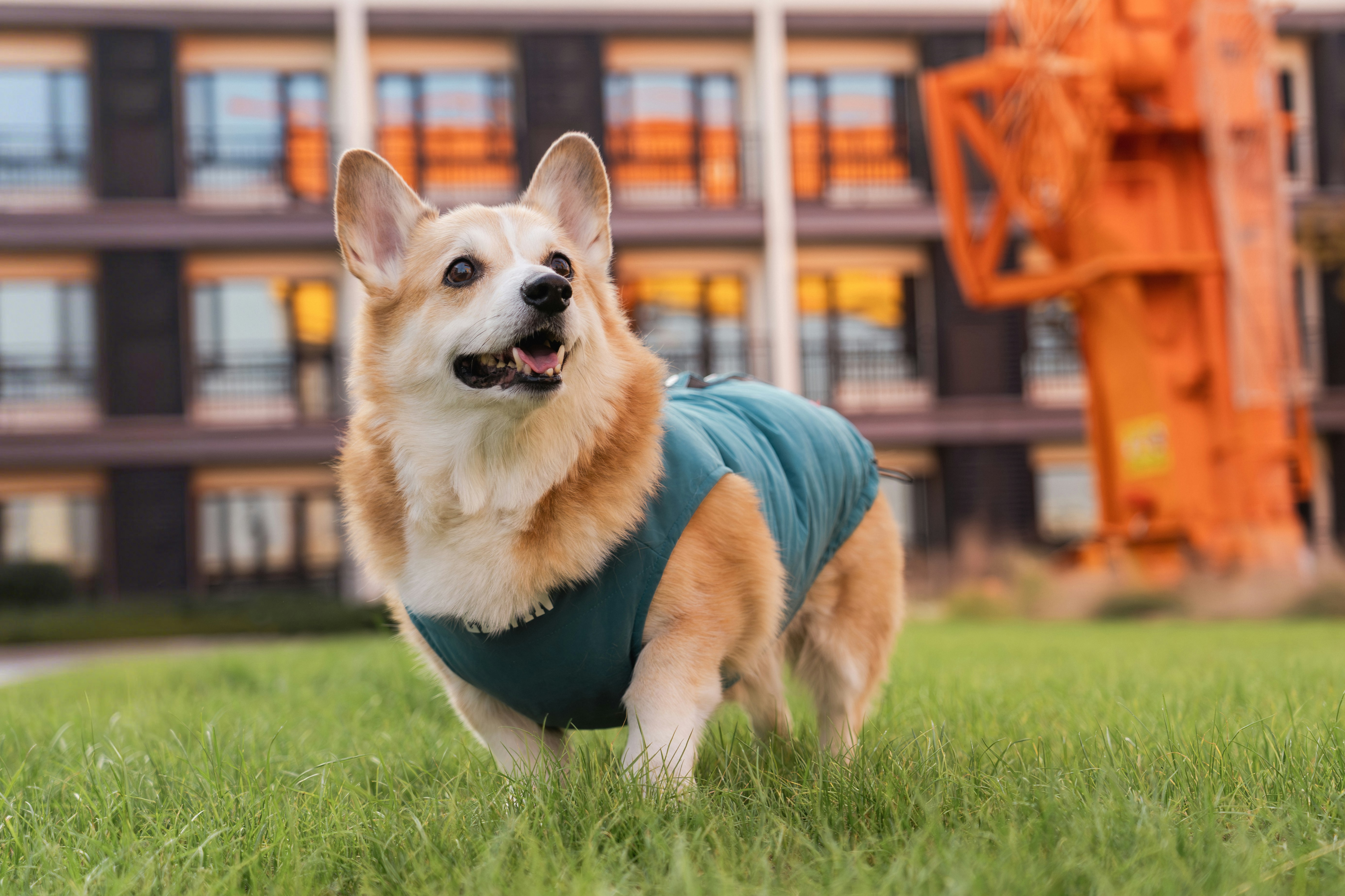 Support Physical Wellness With Queva Pets