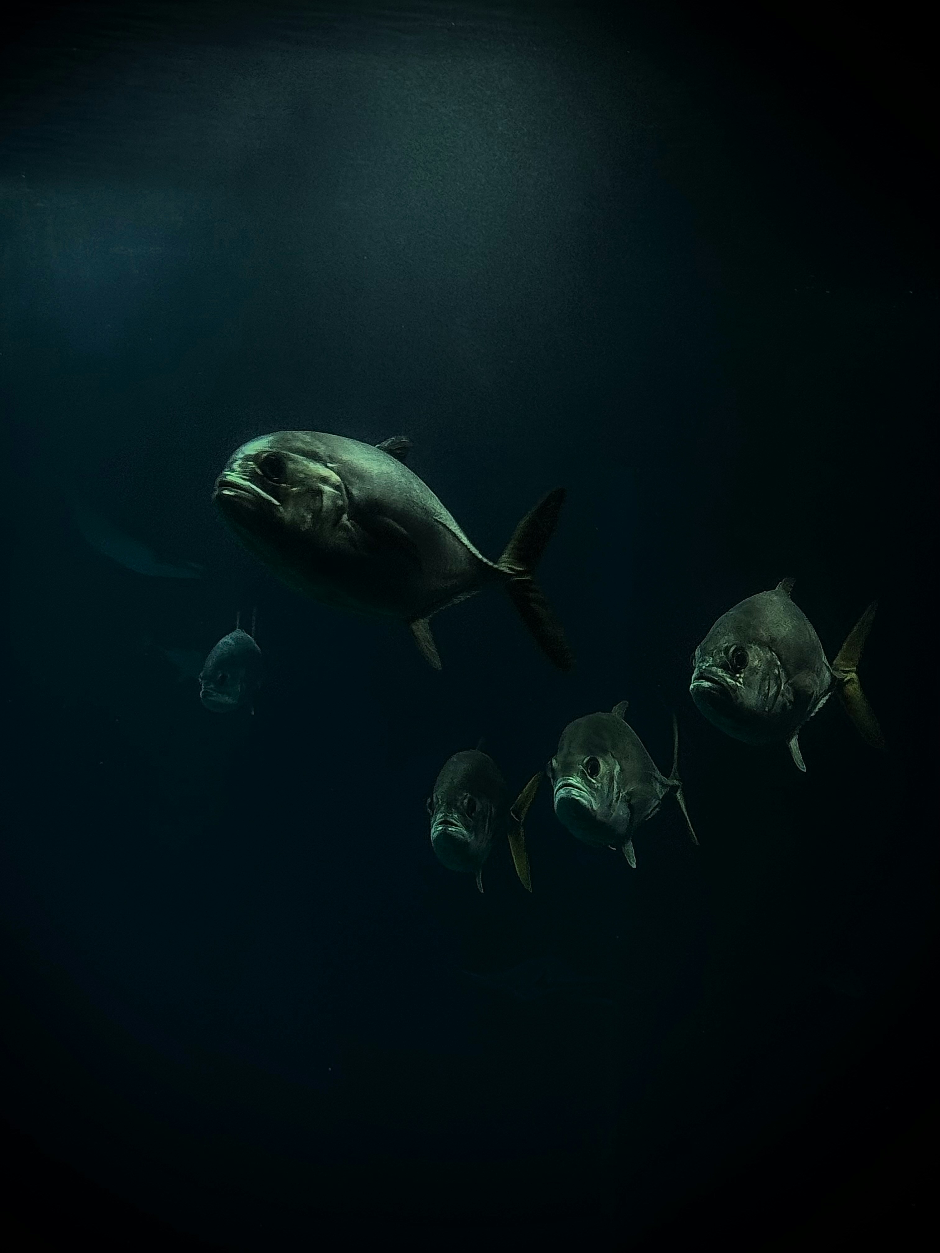 Sekumpulan ikan berenang di air laut yang gelap.