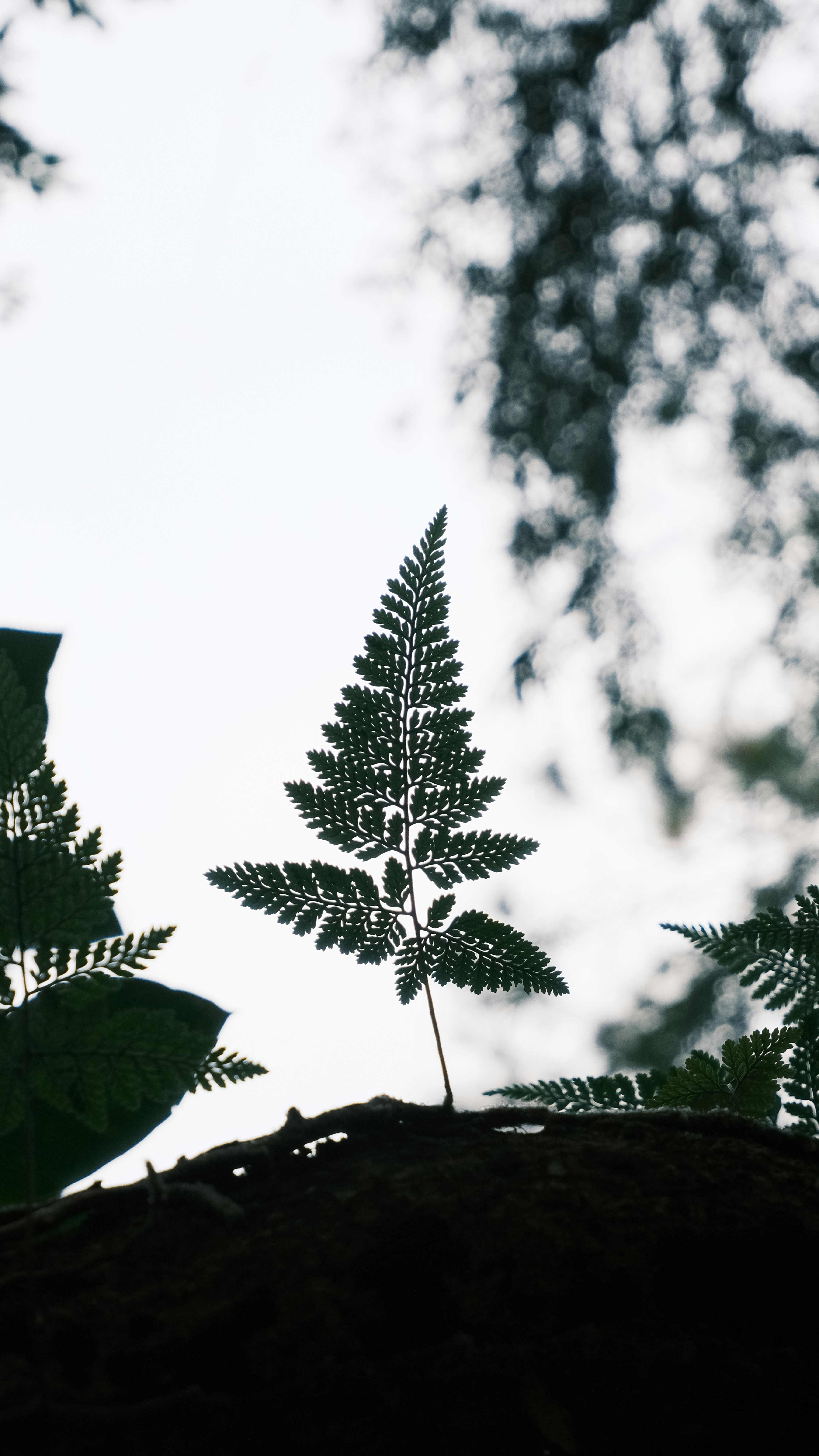 A delicate fern frond silhouetted against a bright sky