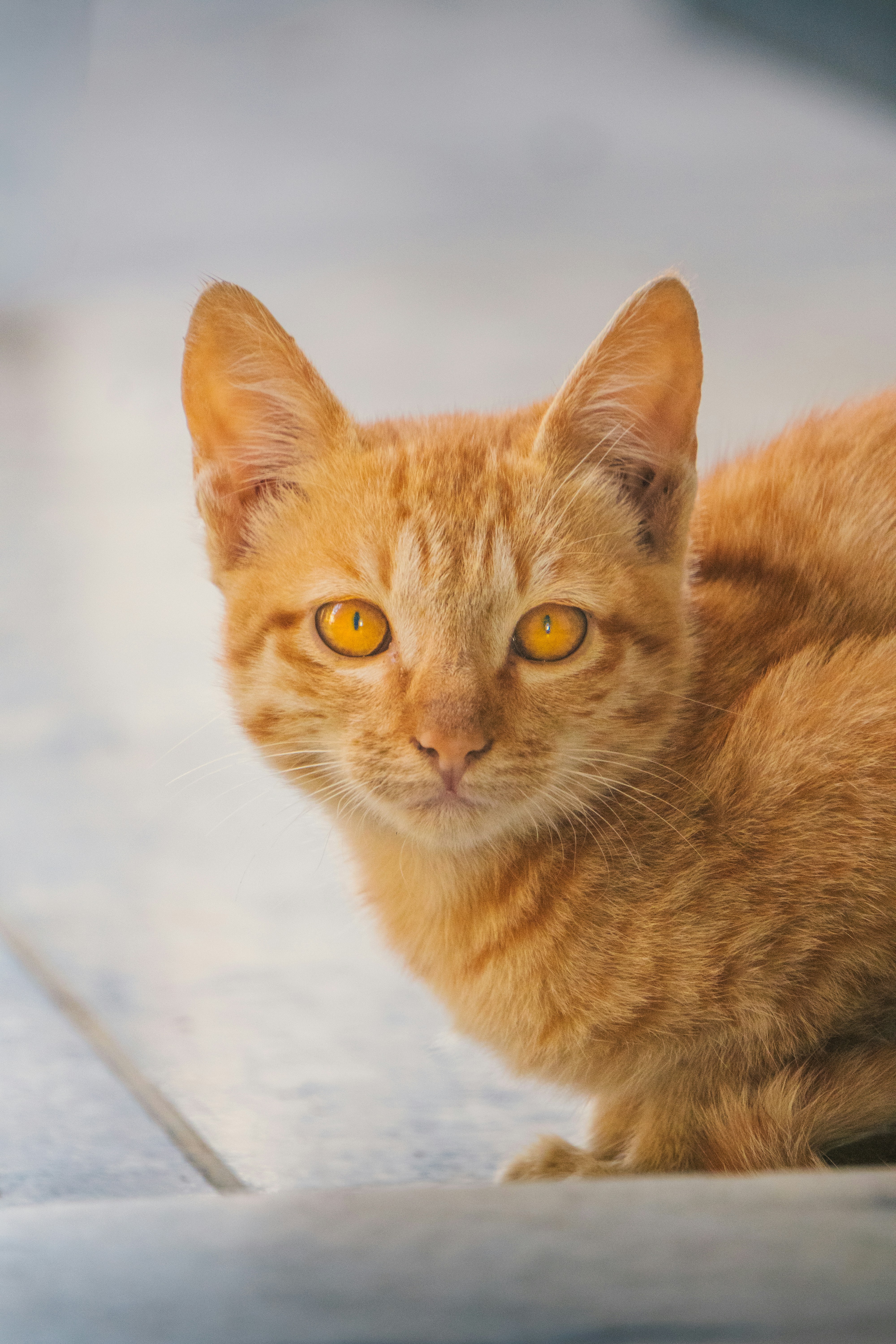 A close-up of a ginger cat with bright orange eyes.
