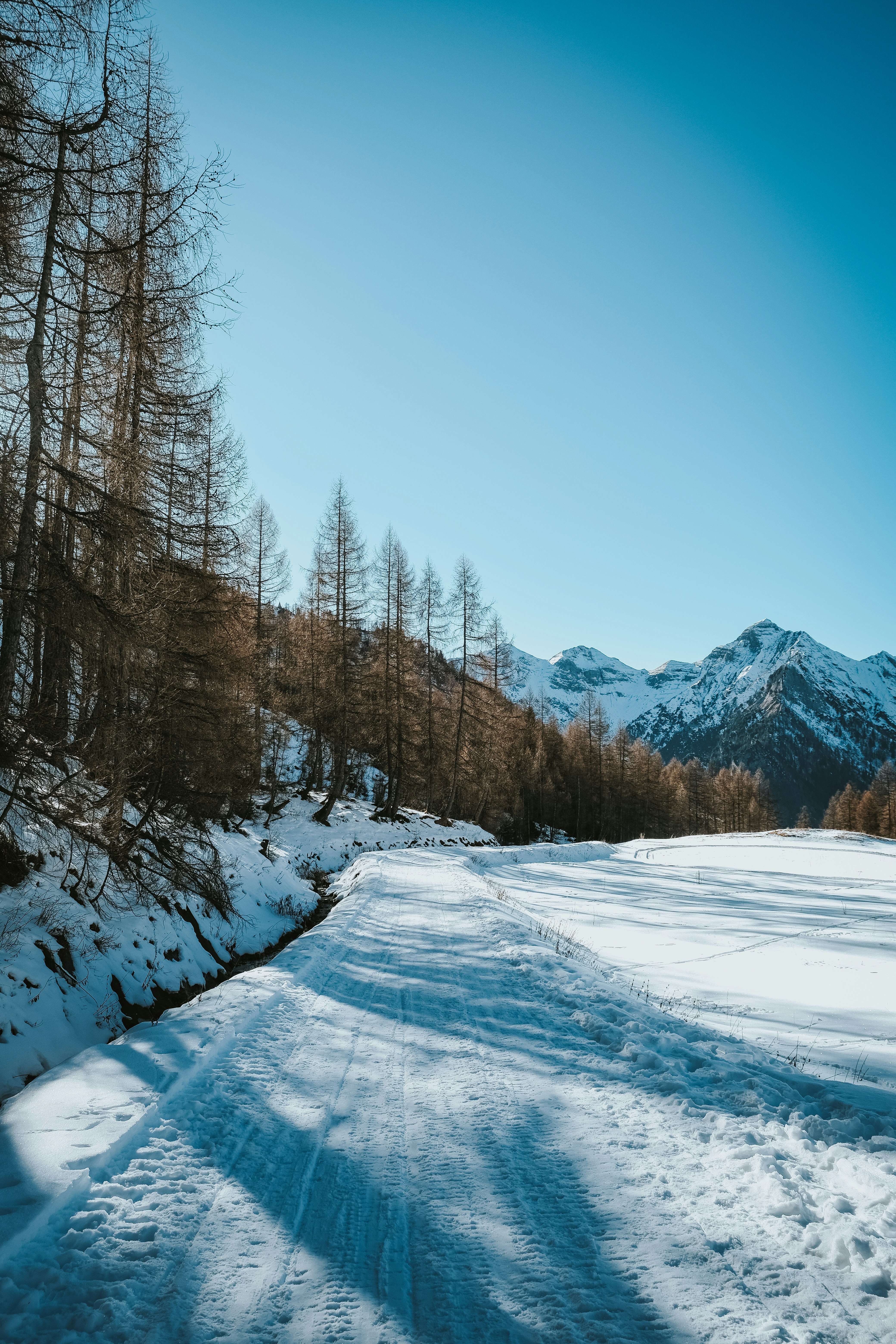 Snowy path through trees with mountains in background