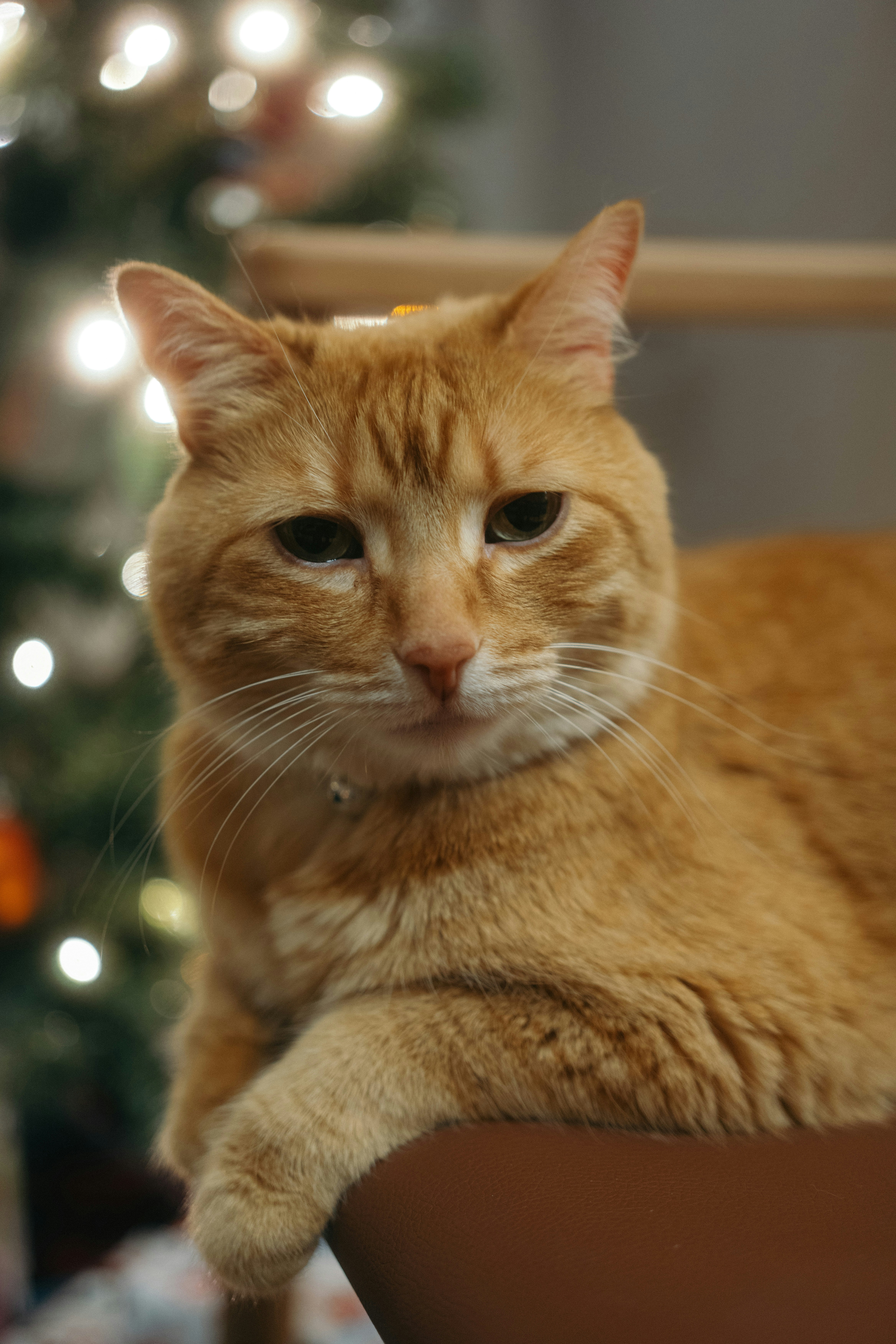 An orange tabby cat sits near a christmas tree.