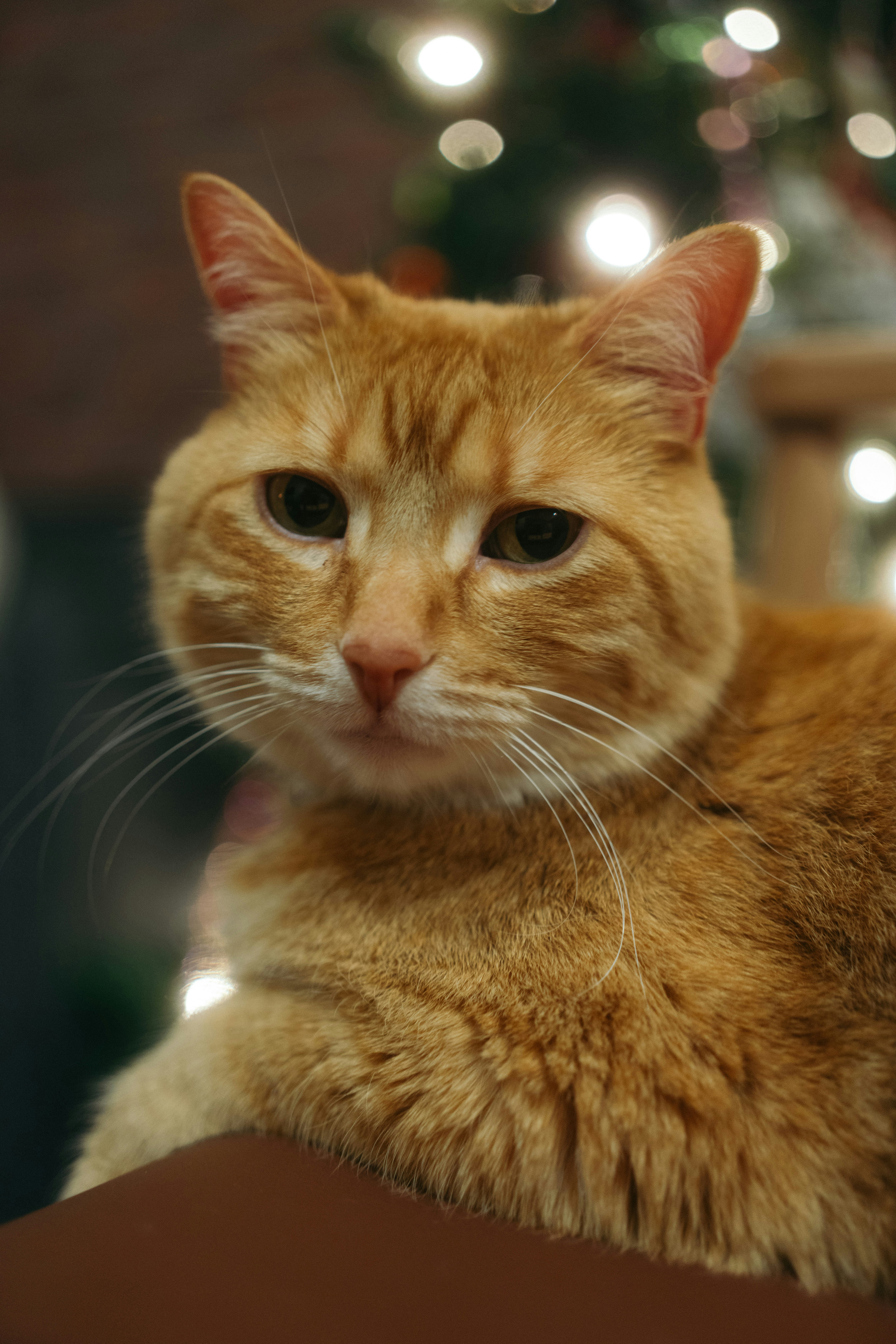An orange cat with green eyes sits indoors.