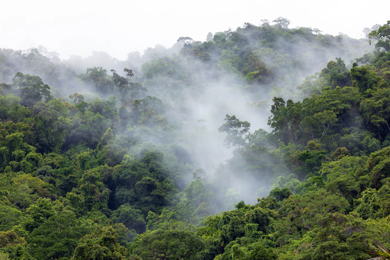Misty jungle canopy in tropical Queensland, Australia.