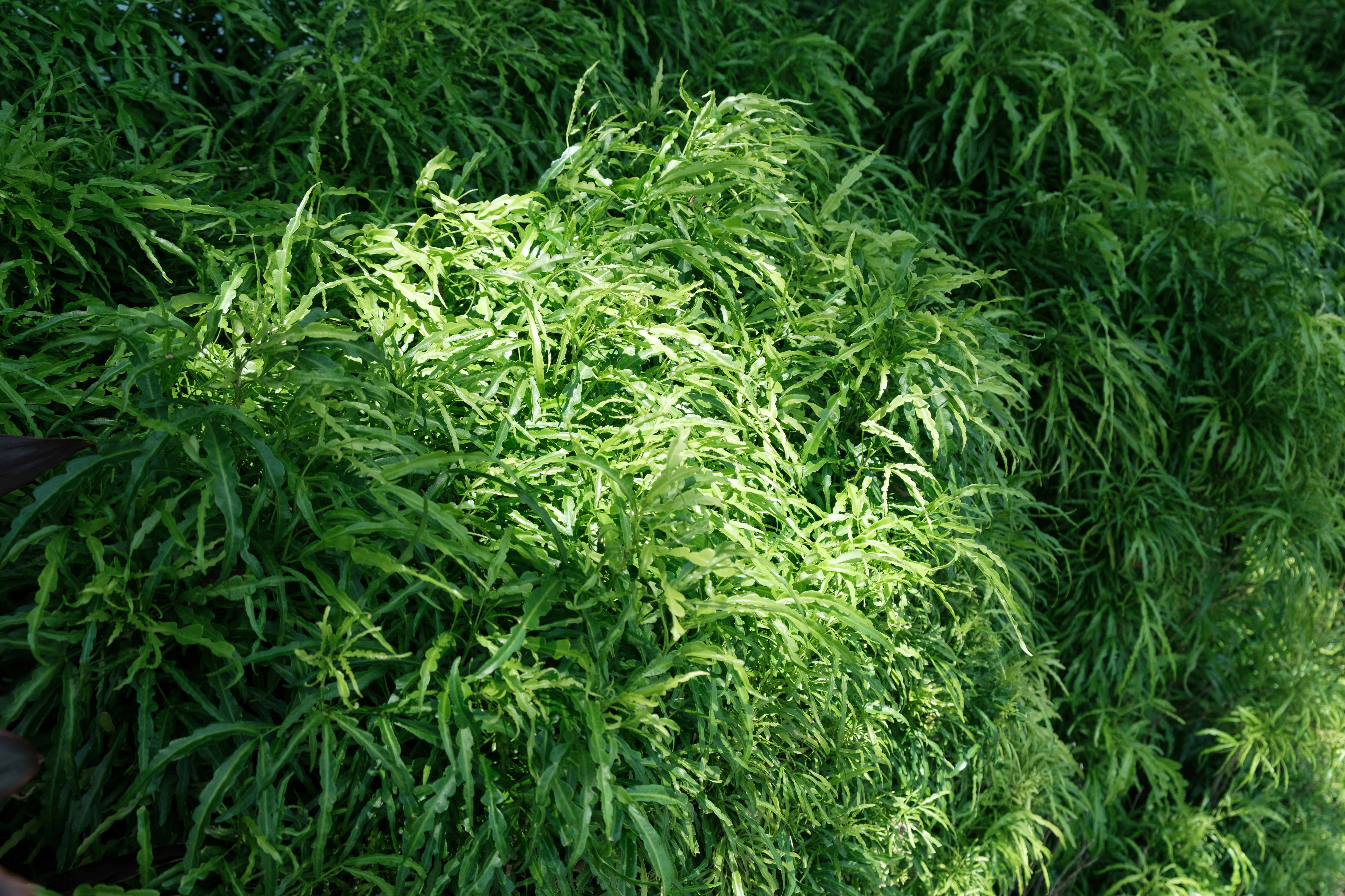 Understanding Organic Hemp Derived THCA and ⁣How It Works⁣ to Relieve⁤ Pain