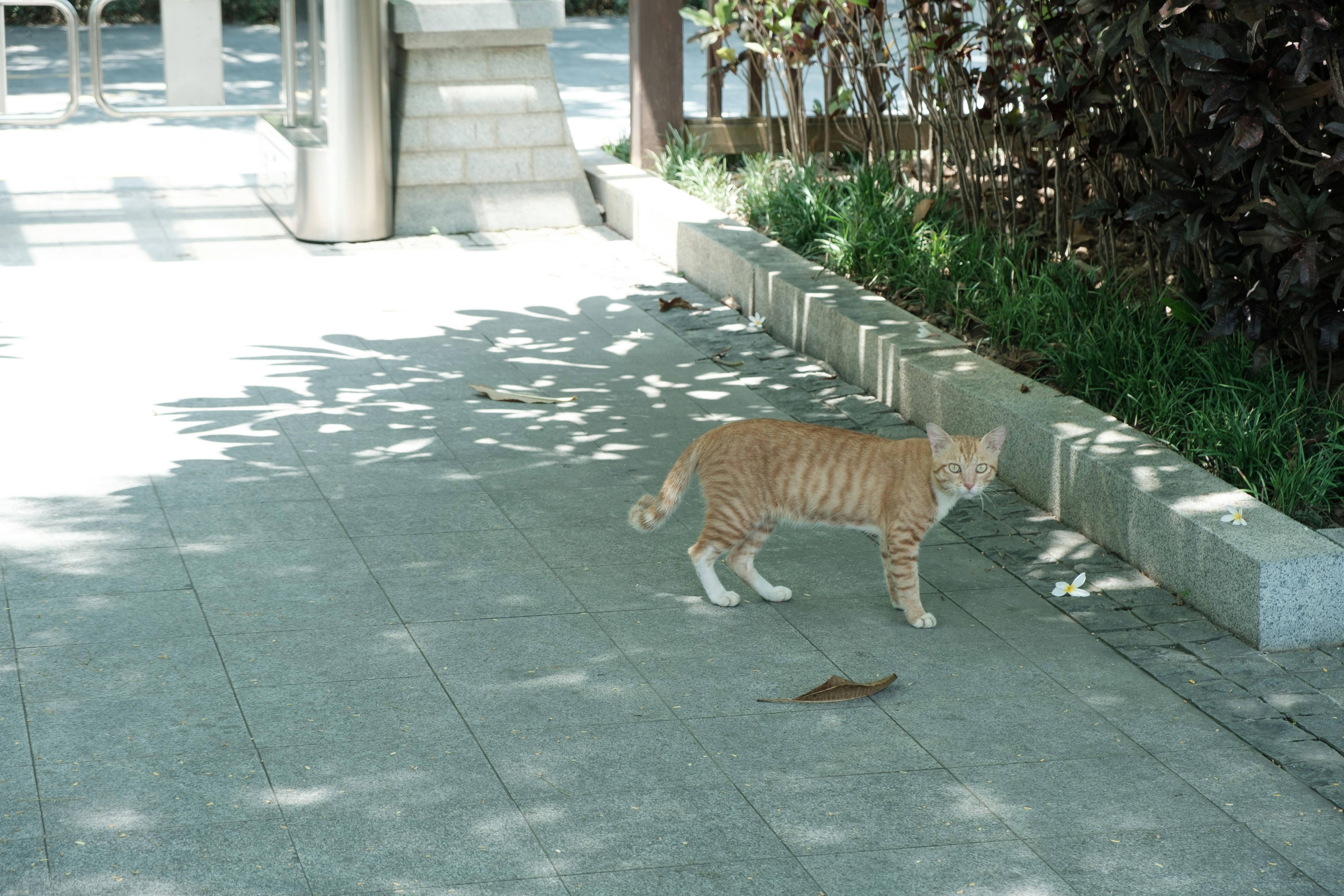 A ginger cat stands on a paved path near plants.