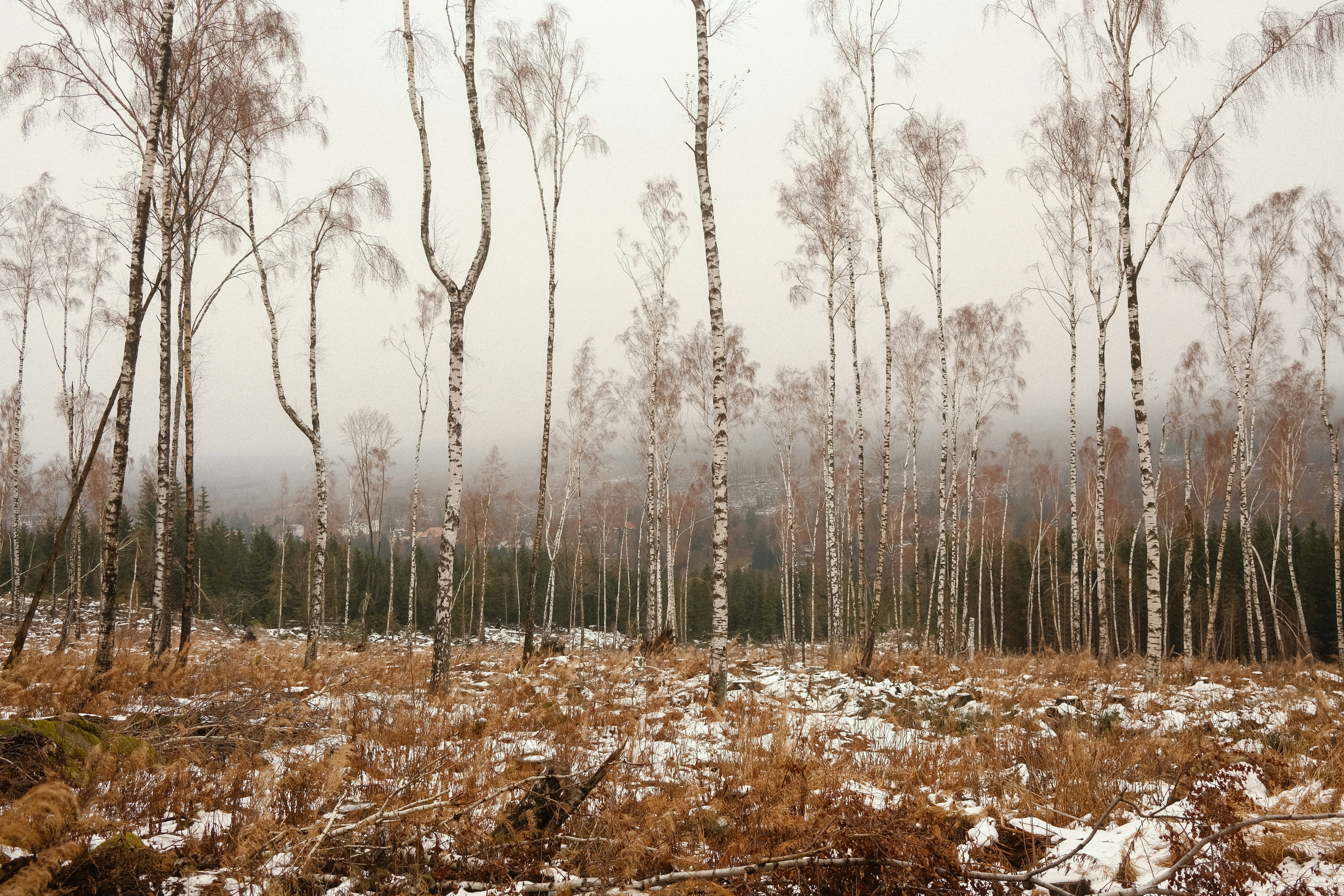 Des bouleaux nus dans une clairière brumeuse et saupoudrée de neige