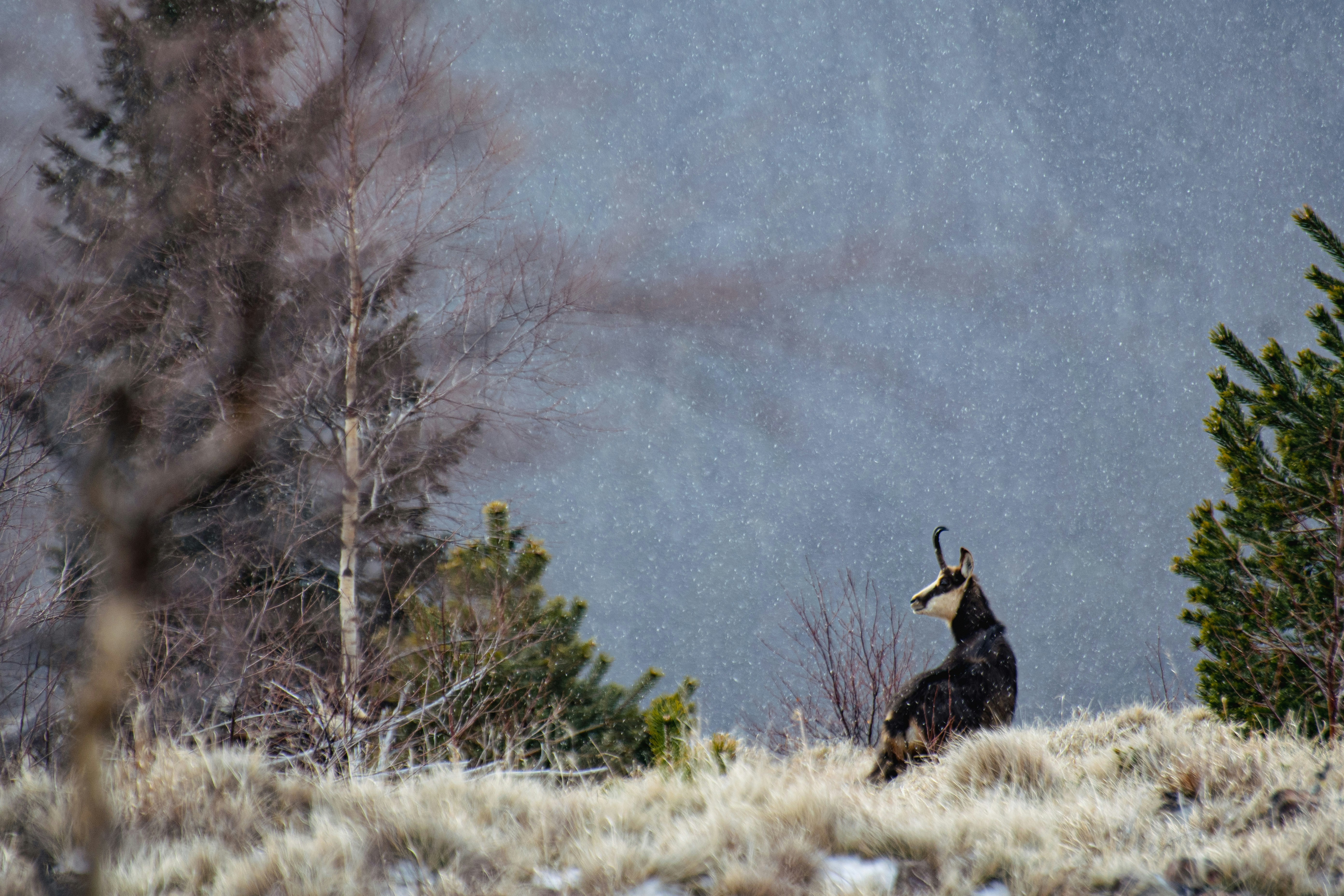 Photo by adialbulescu