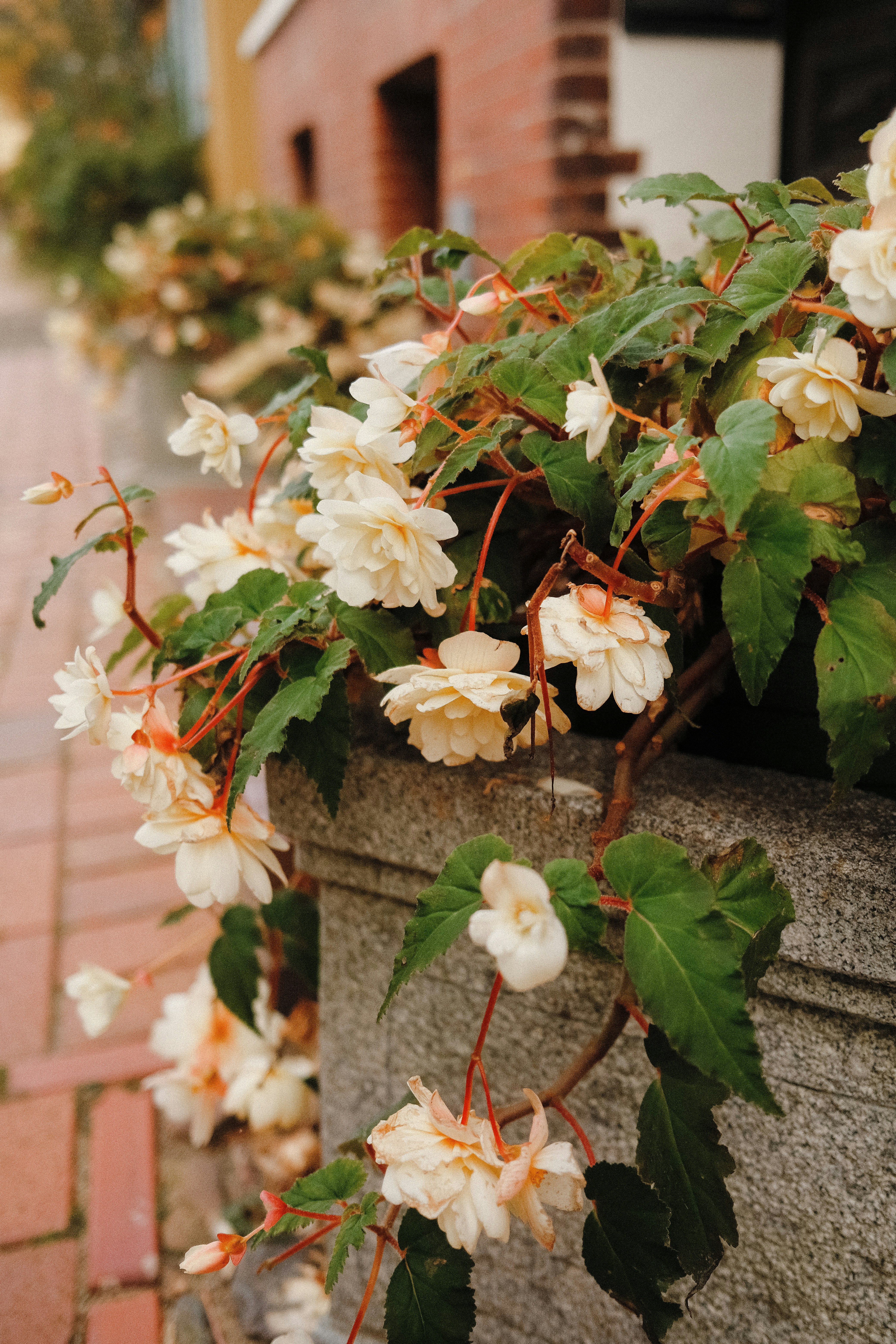 Des fleurs de bégonia blanc crème débordent sur un pot en pierre.