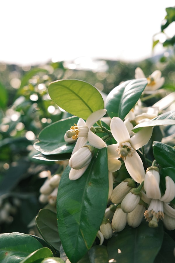 Natural Fragrance Ingredients