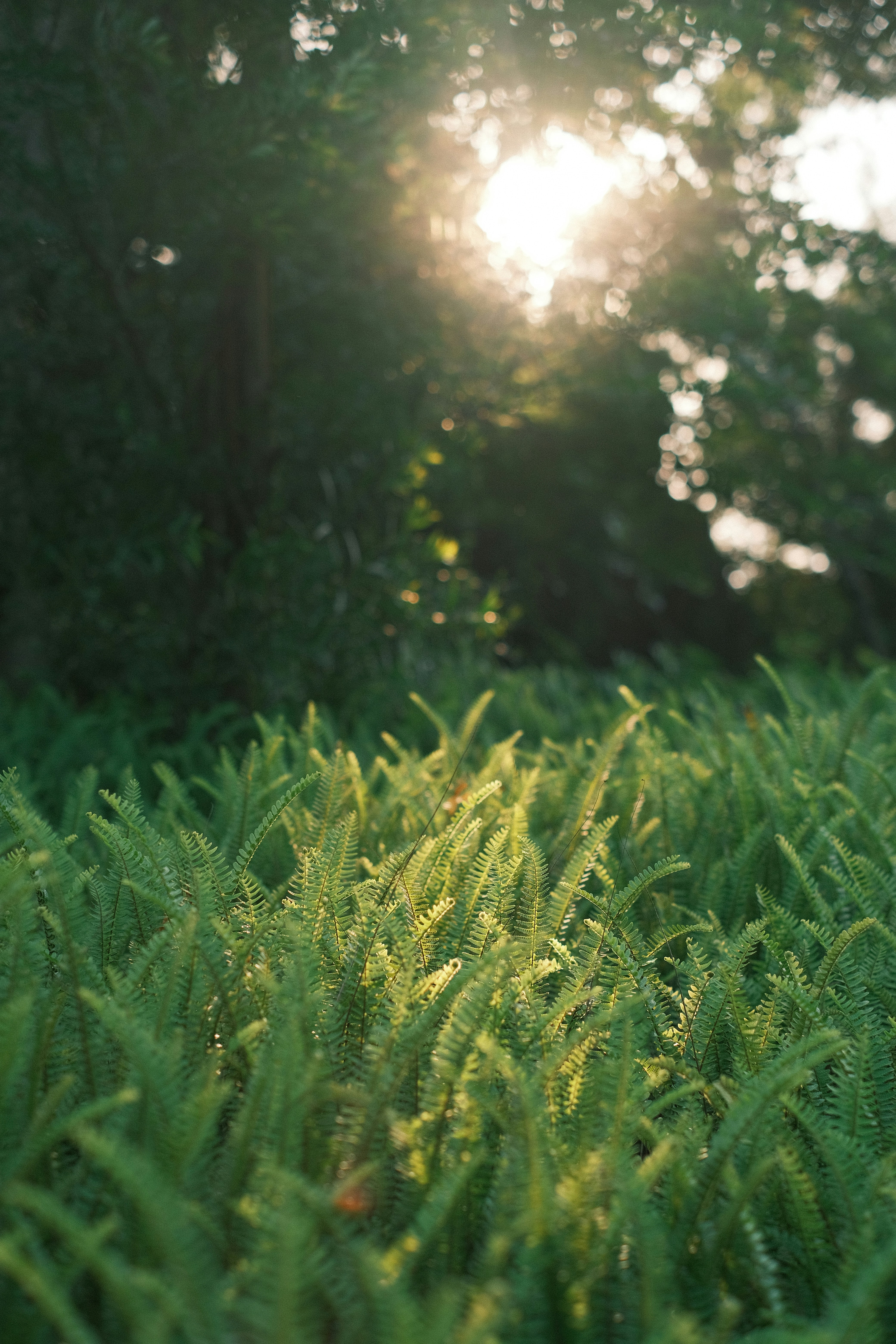 La luz del sol filtrándose entre los árboles hasta los helechos verdes