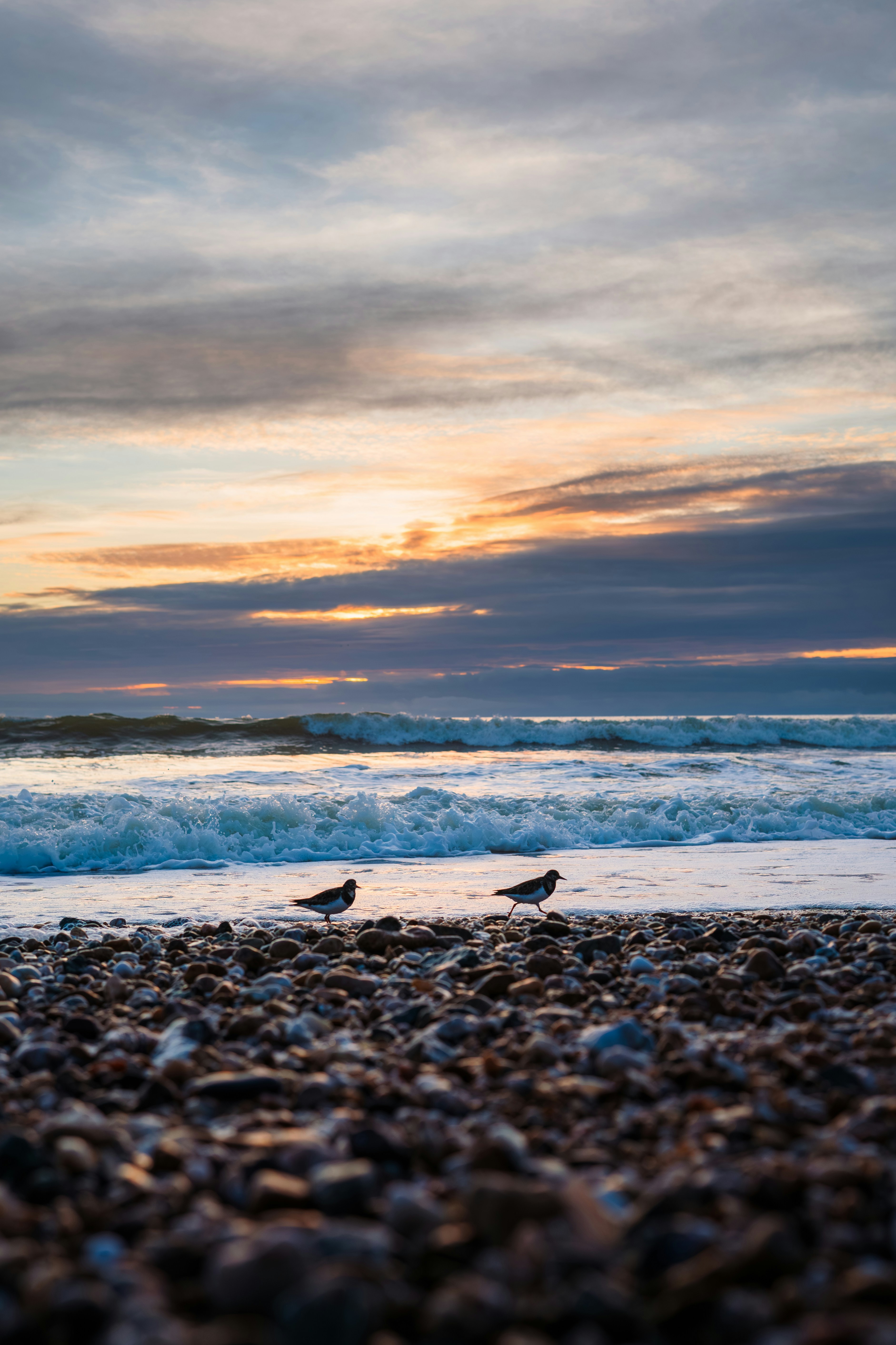 Two birds on a pebble beach at sunset
