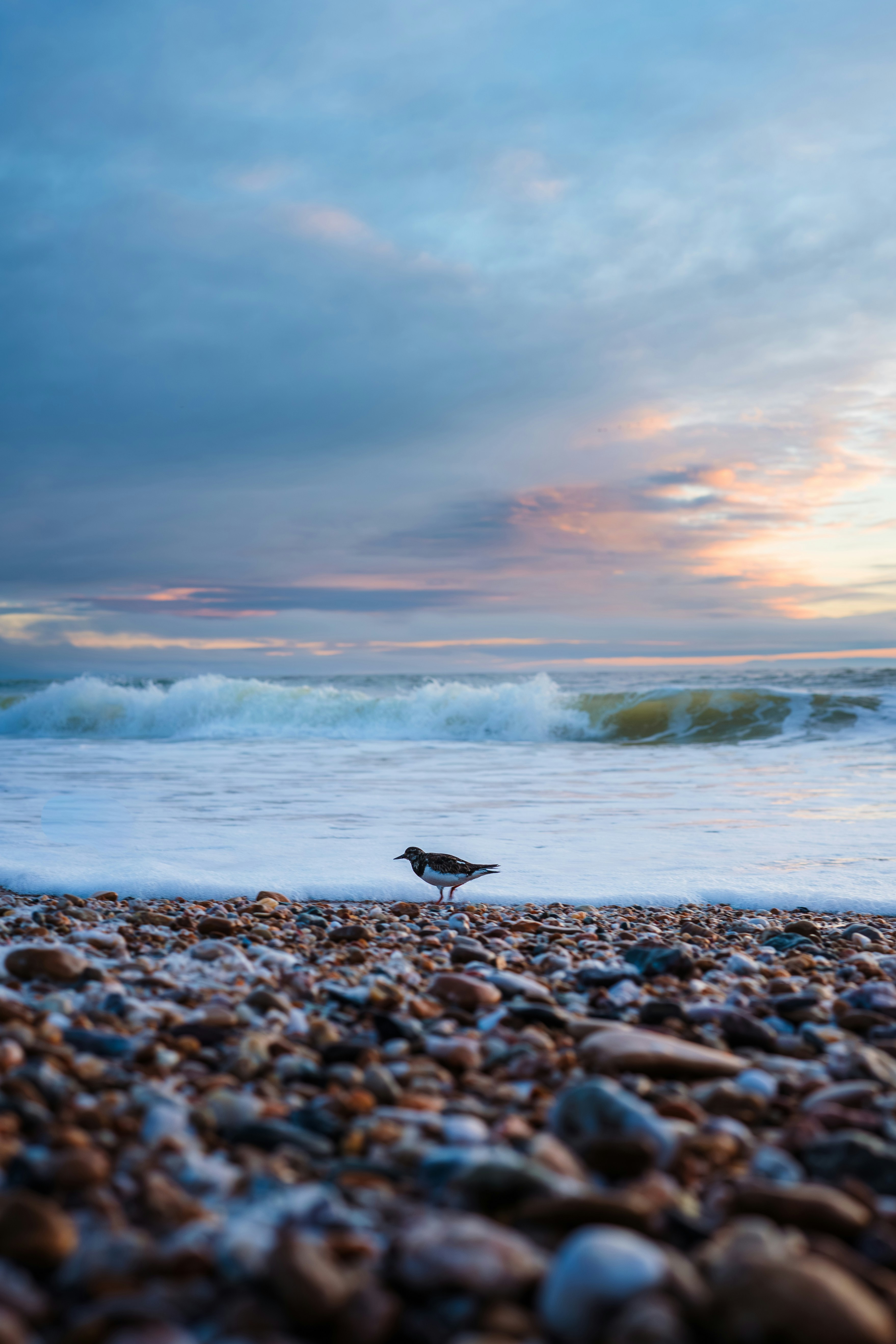 A small bird stands on a pebble beach at sunset