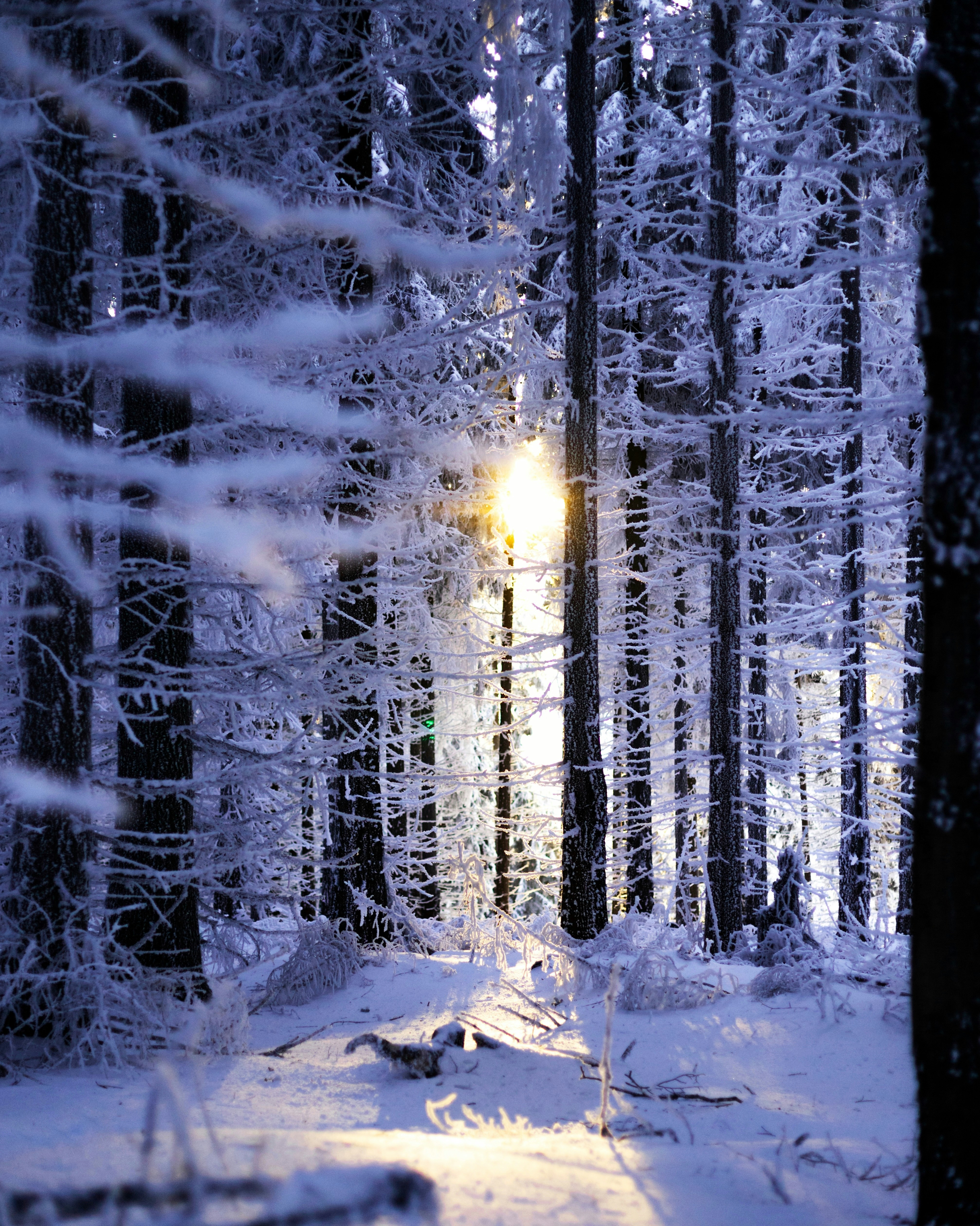 Photo by whitegreenartichoke