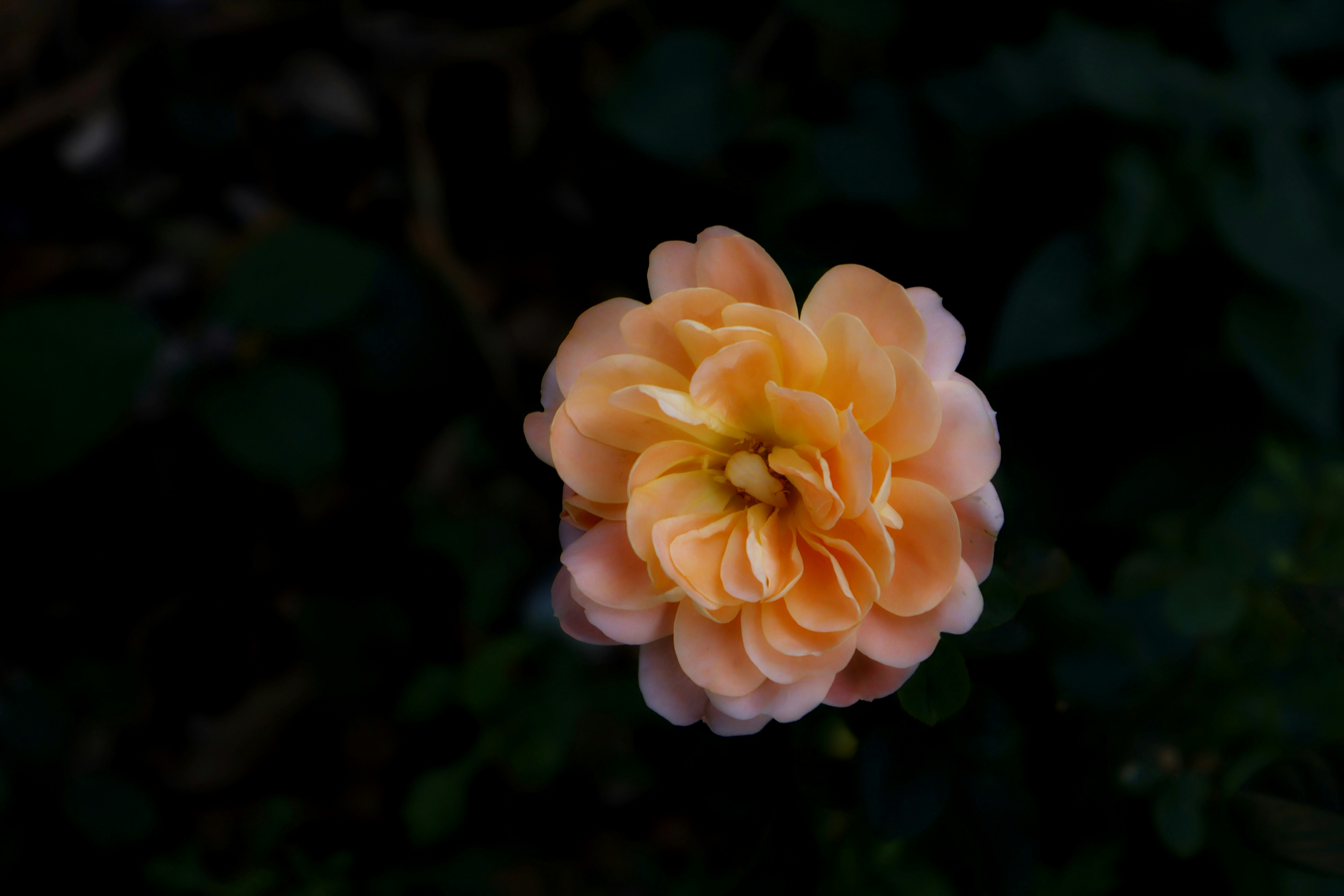 A close-up of a delicate peach-colored rose.