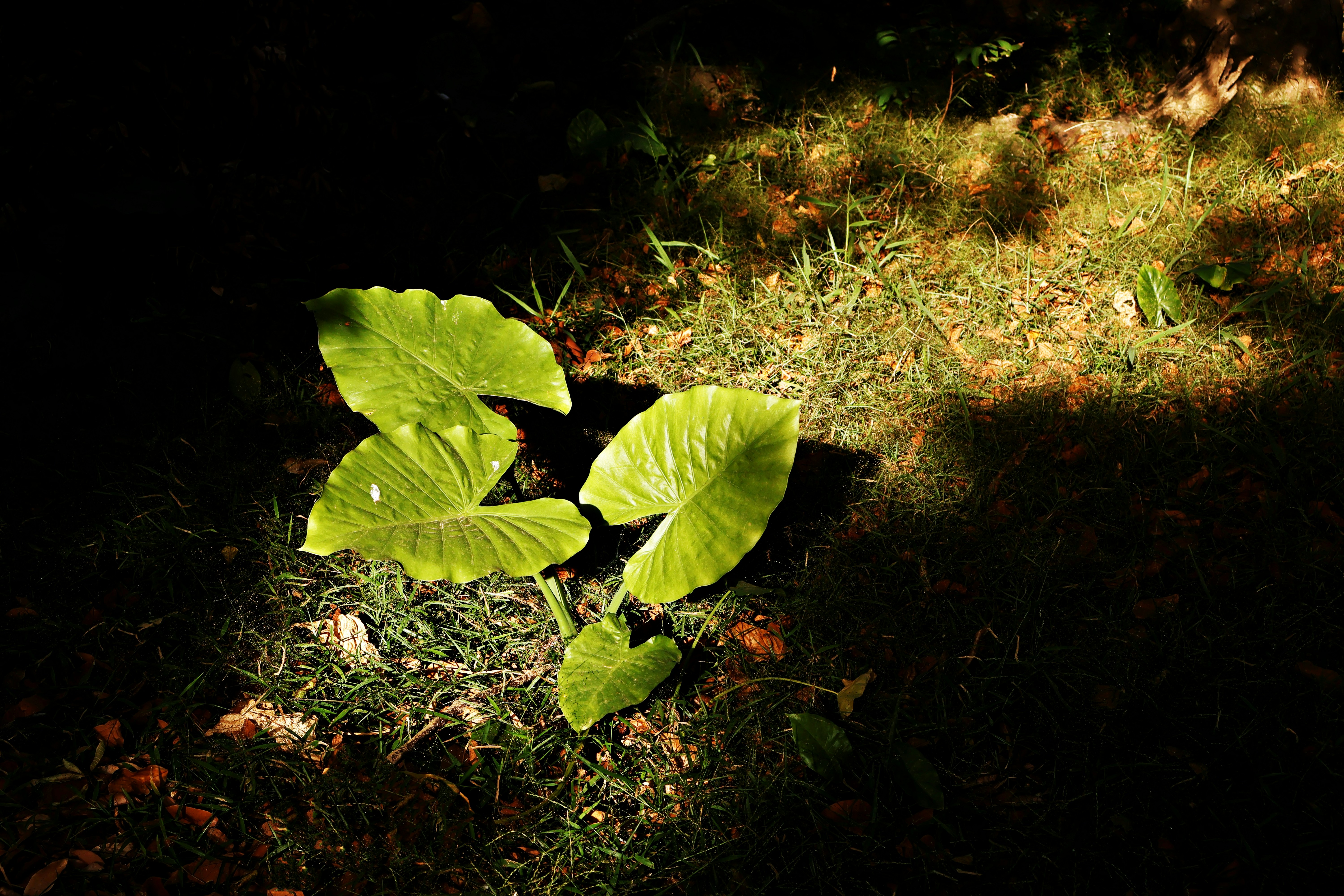 Large green leaves in dappled sunlight on grass.