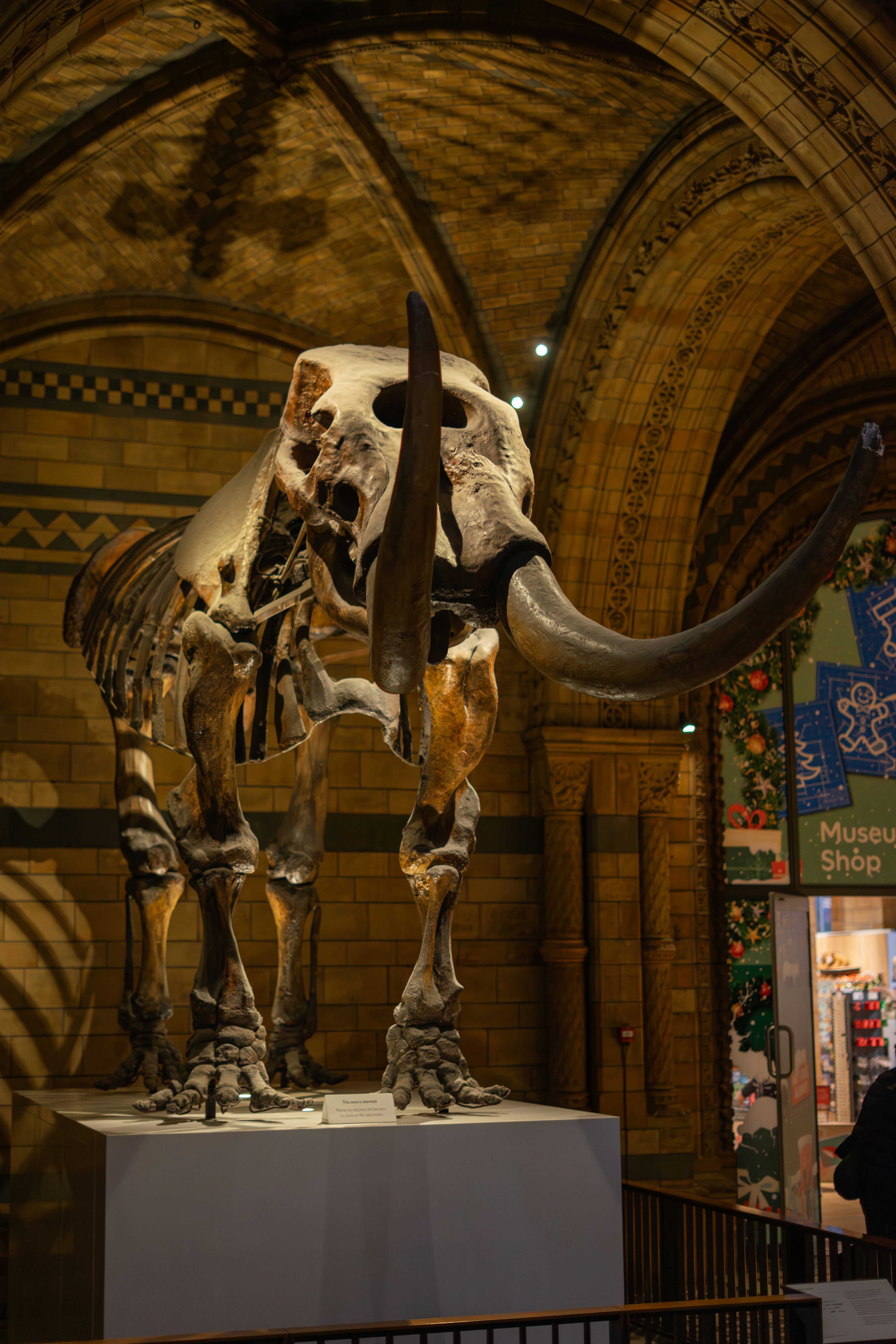 Skeleton of a mammoth in a museum exhibit