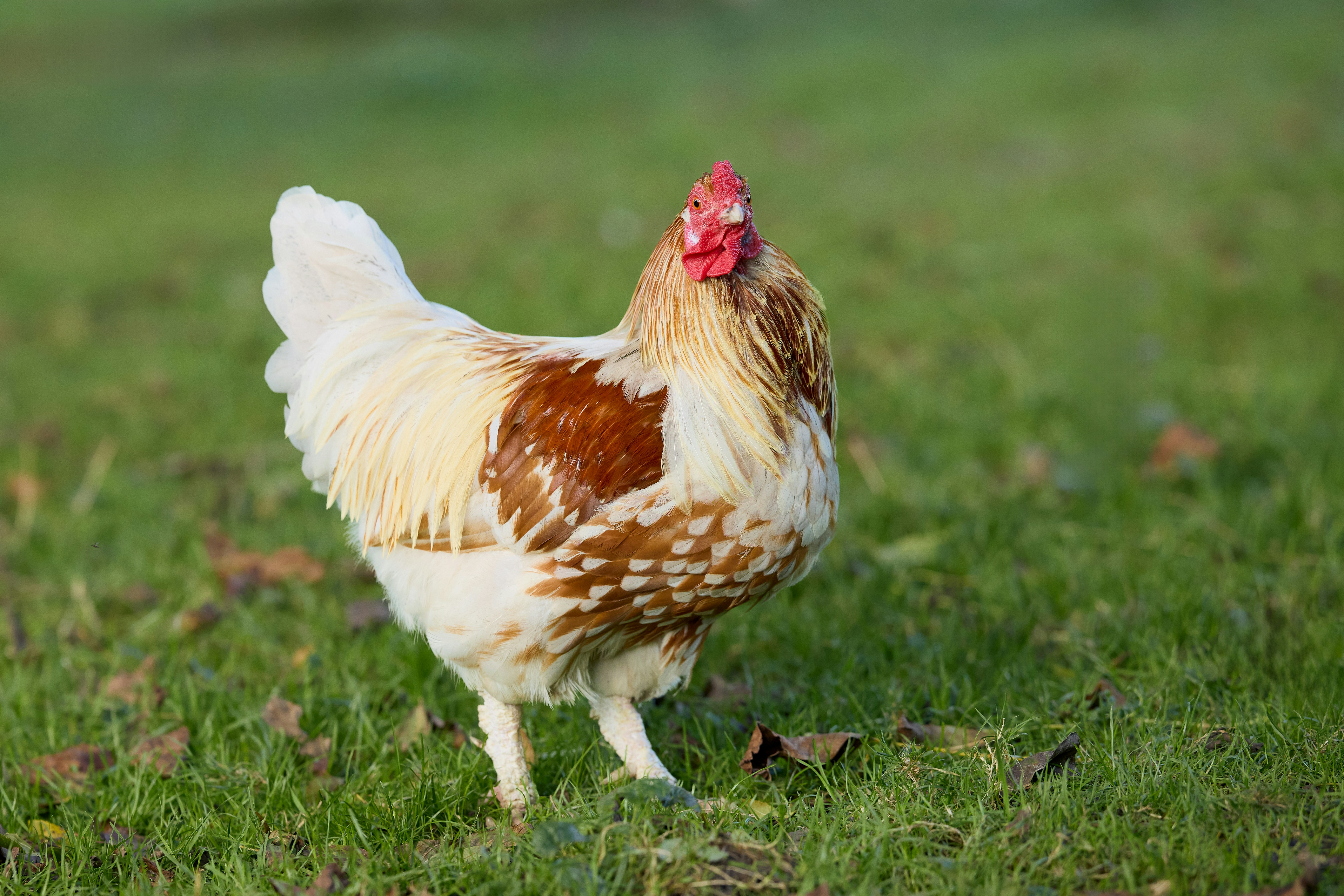 Photo by erwinbosman