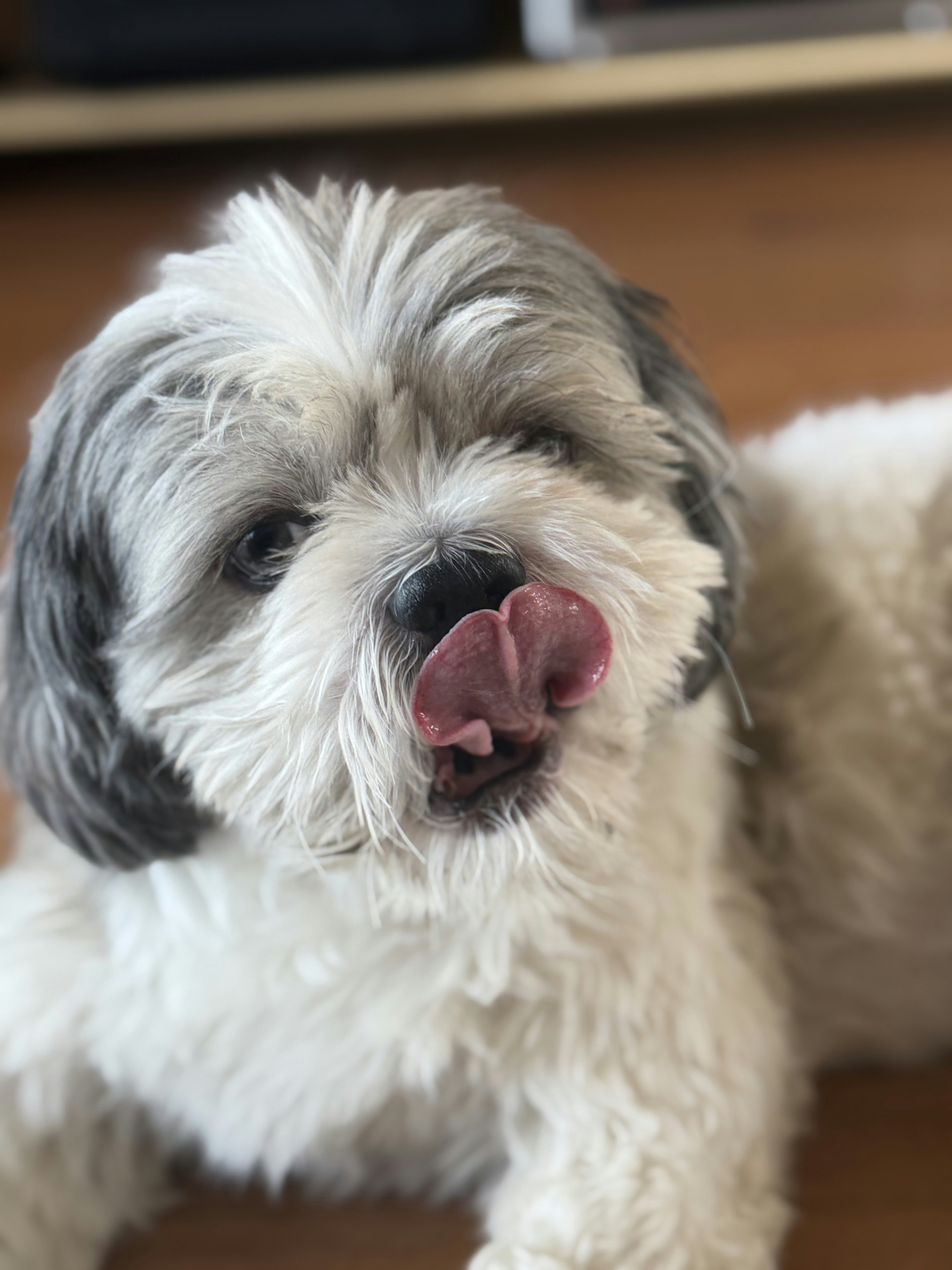 A fluffy white and gray dog licking its nose
