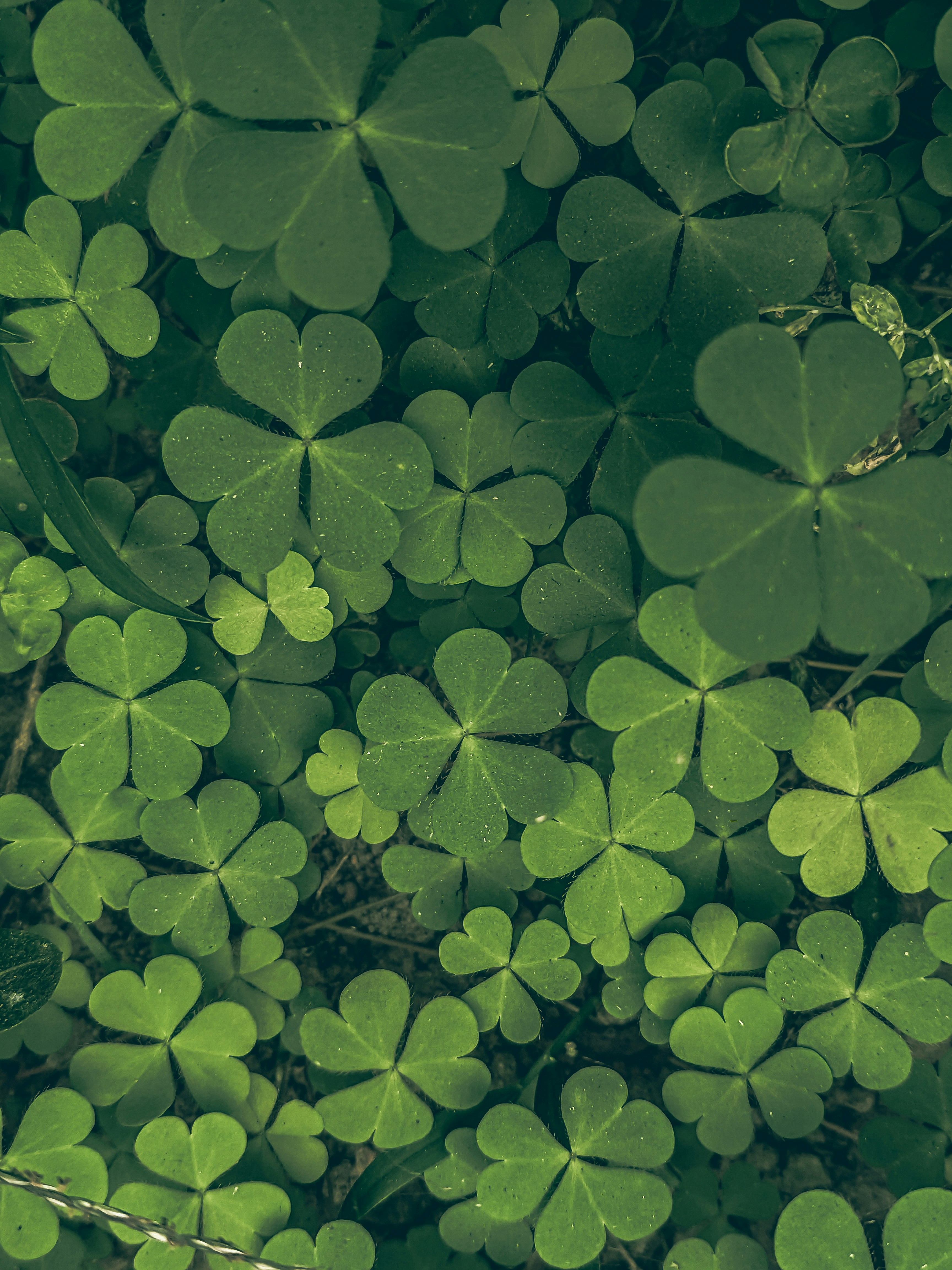 A dense carpet of lush green clover leaves.