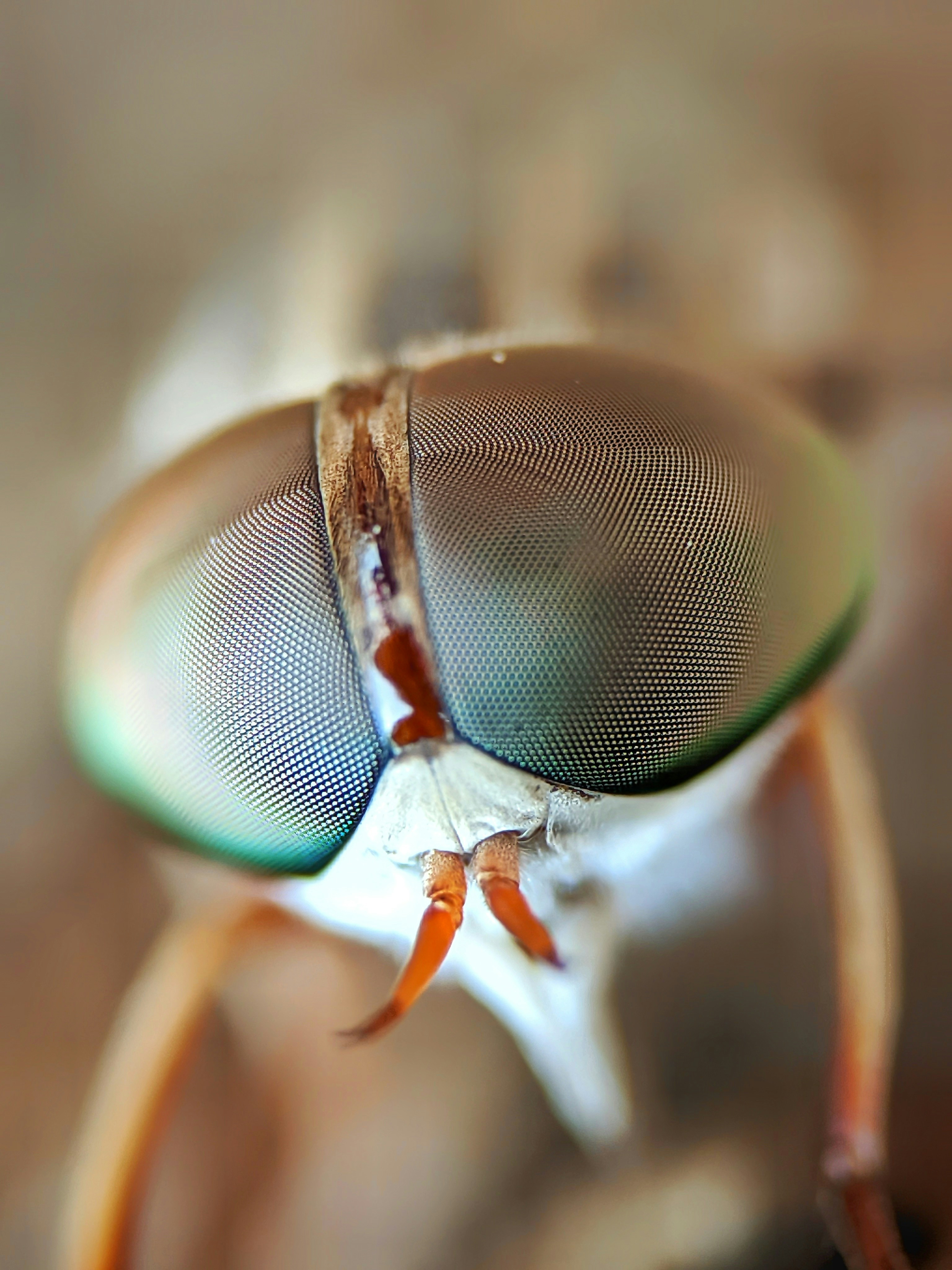 Extreme close-up of a horsefly's compound eyes
