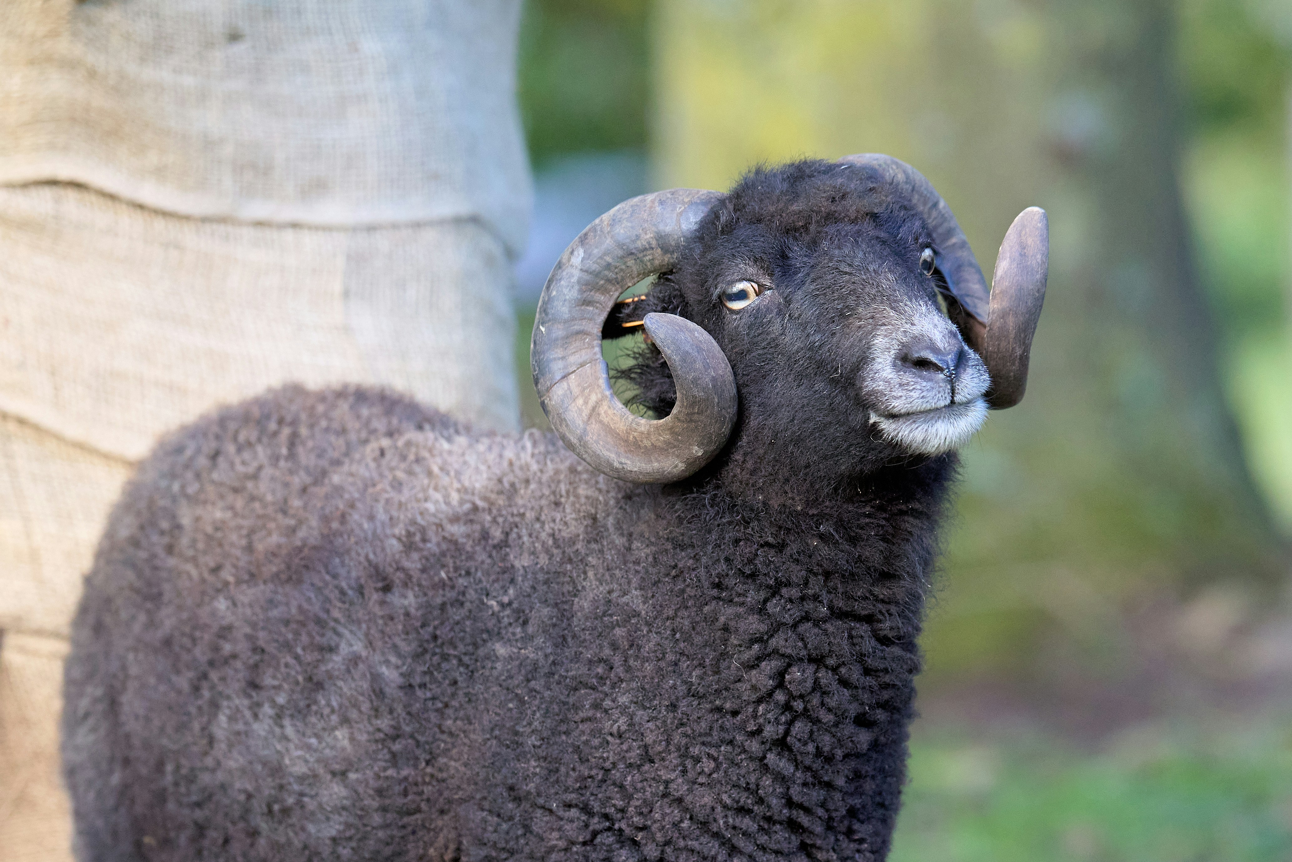 Photo by erwinbosman