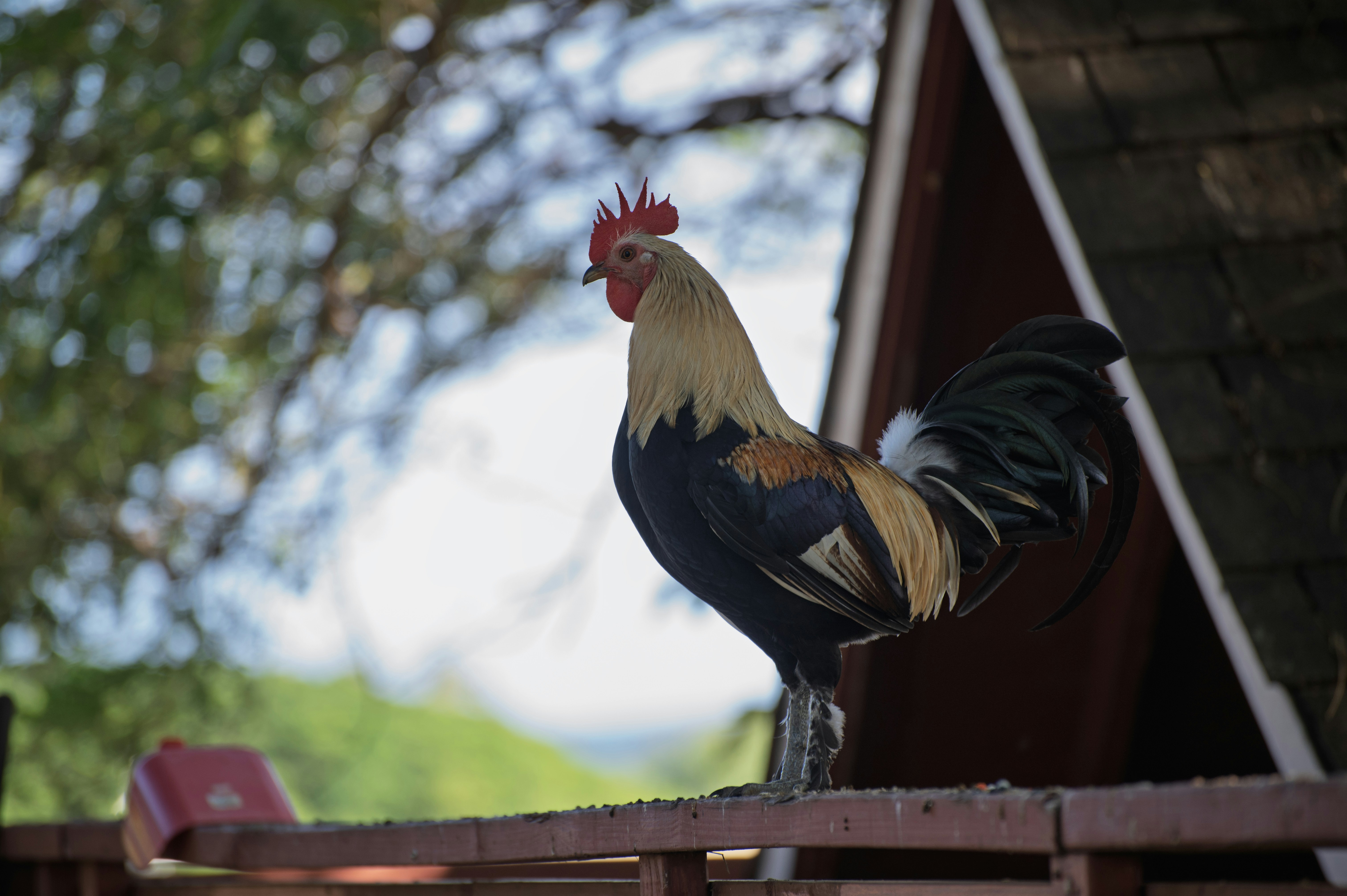 A proud rooster stands on a wooden railing.