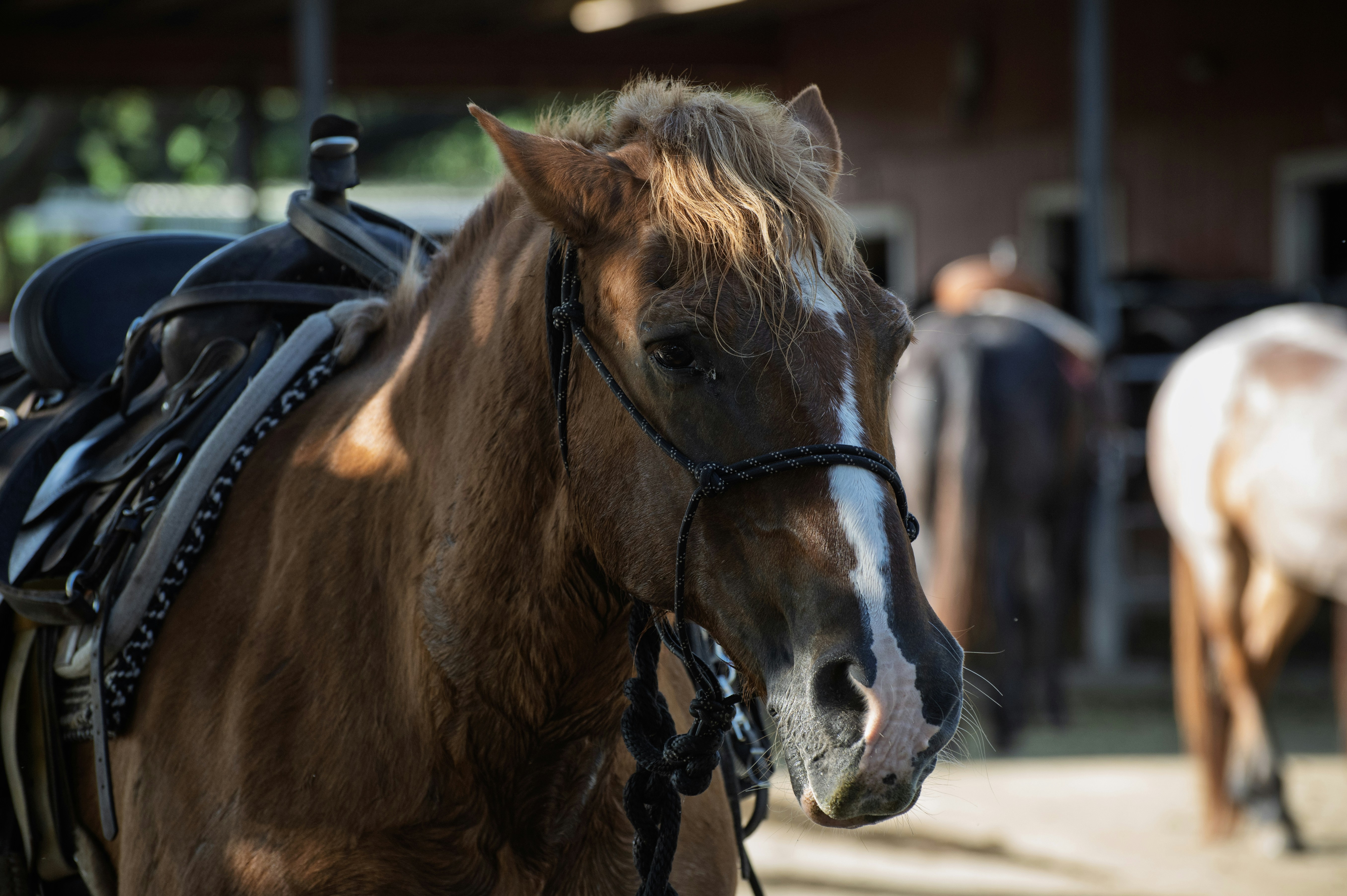 A brown horse with a saddle stands outdoors