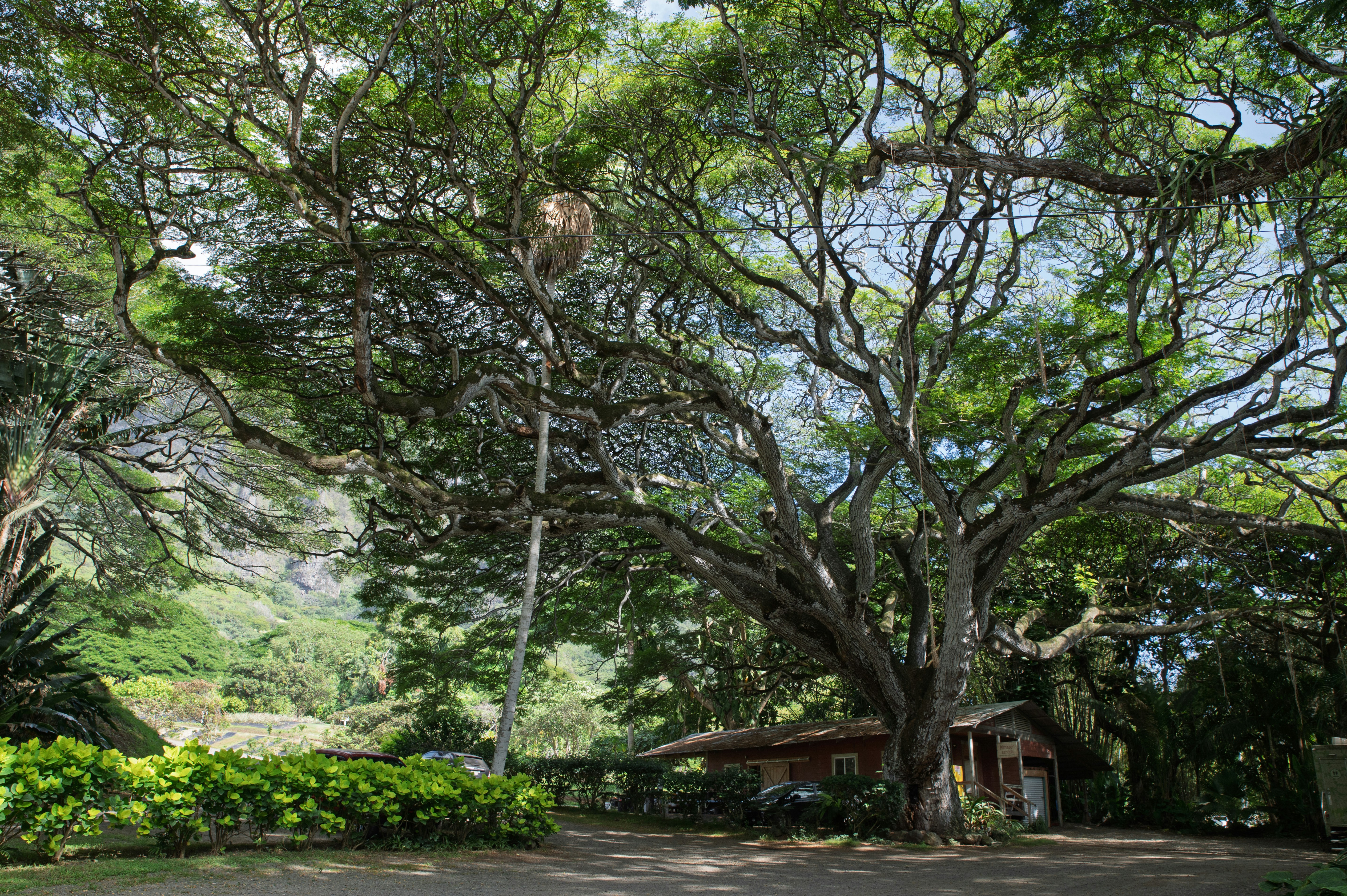 A beautiful, sunlit historic southern home with classic architecture, situated on a quiet, tree-lined street, representing the premium value of historic districts.